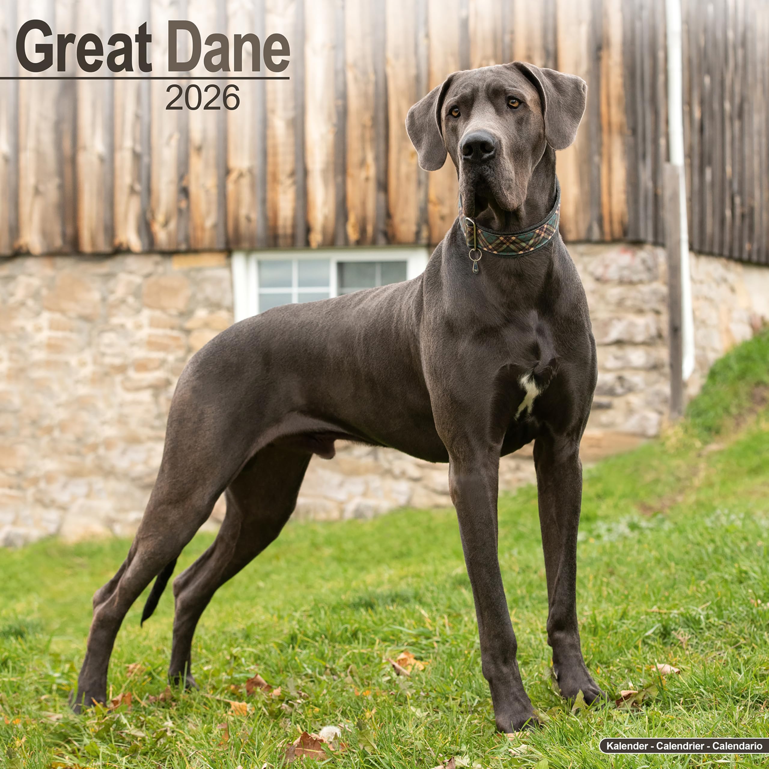 Great Dane (Euro) Calendar 2026 Square Dog Breed Wall Calendar - 16 Month Books