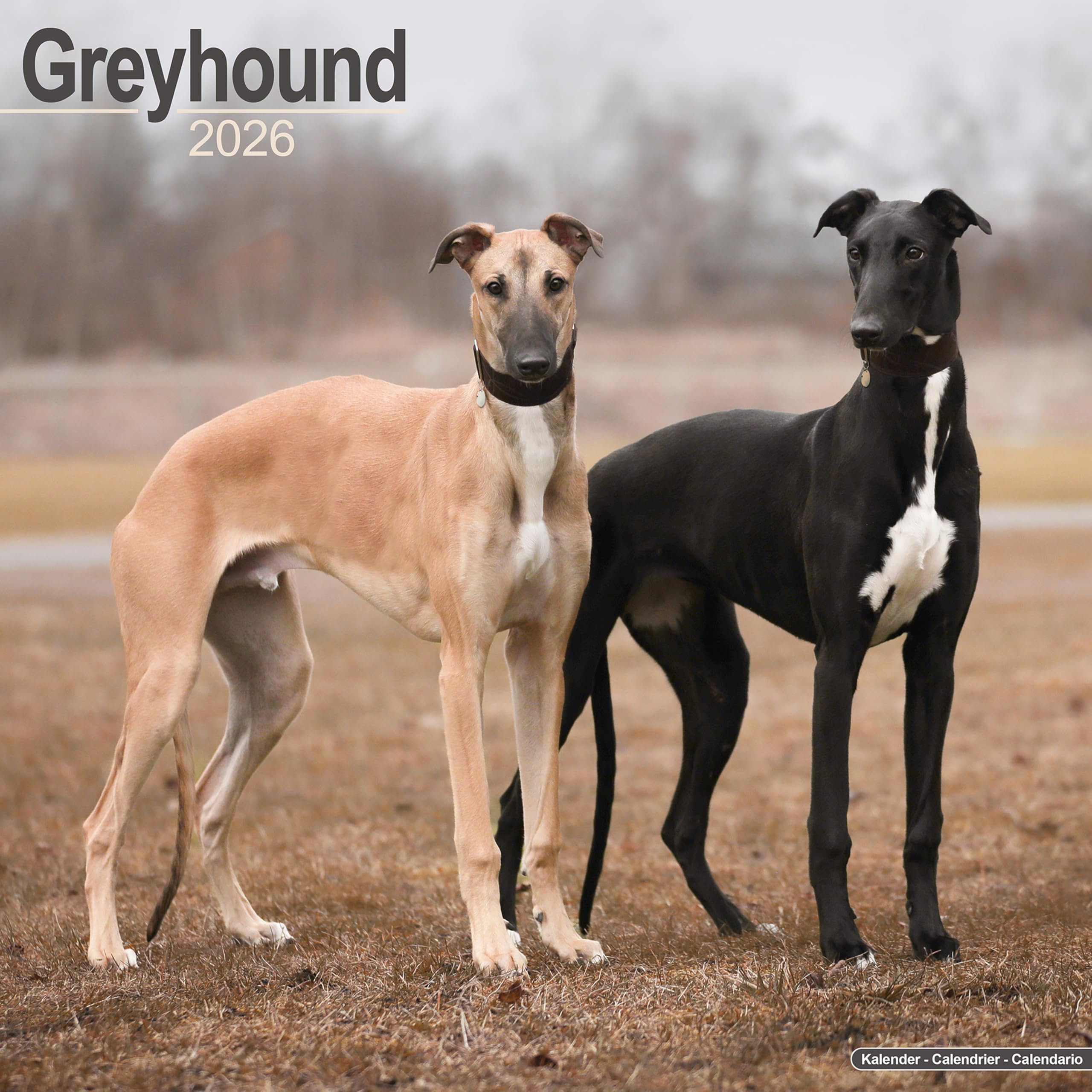 Greyhound Calendar 2026 Square Dog Breed Wall Calendar - 16 Month Books