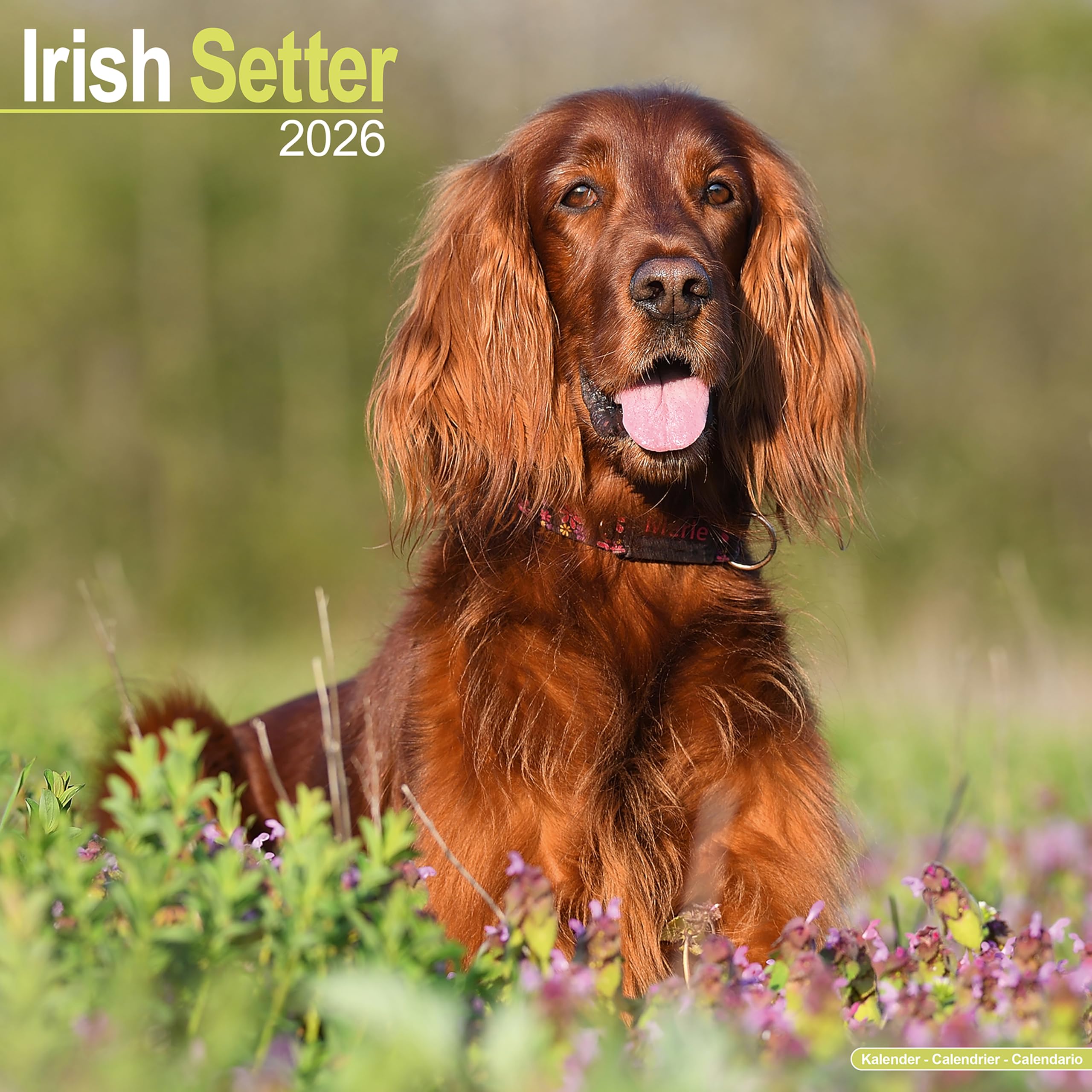 Irish Setter Calendar 2026 Square Dog Breed Wall Calendar - 16 Month Books