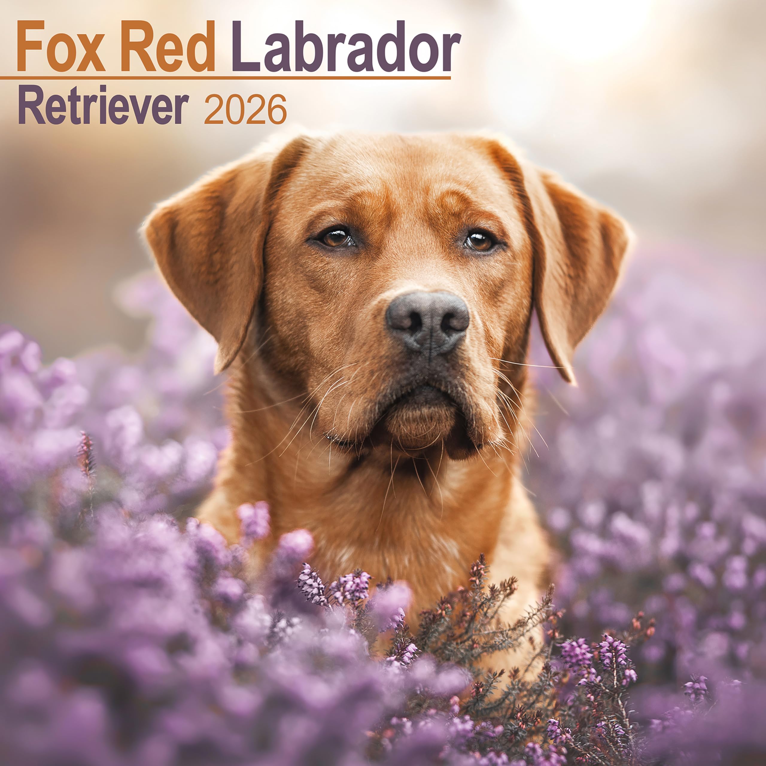 Fox Red Labrador Retriever Calendar 2026 Square Dog Breed Wall Calendar - 16 Month Books