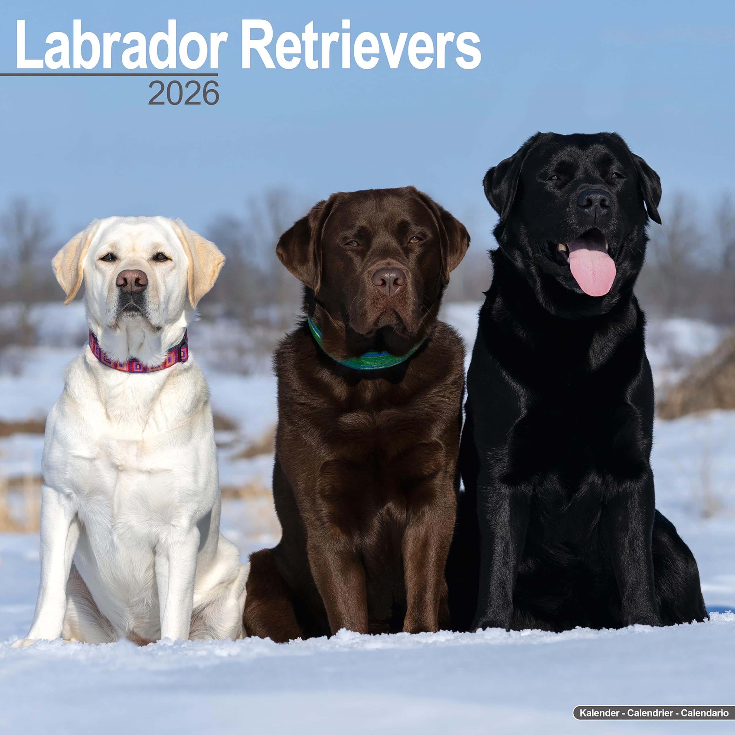 Labrador Retrievers (Mixed) Calendar 2026 Square Dog Breed Wall Calendar - 16 Month Books