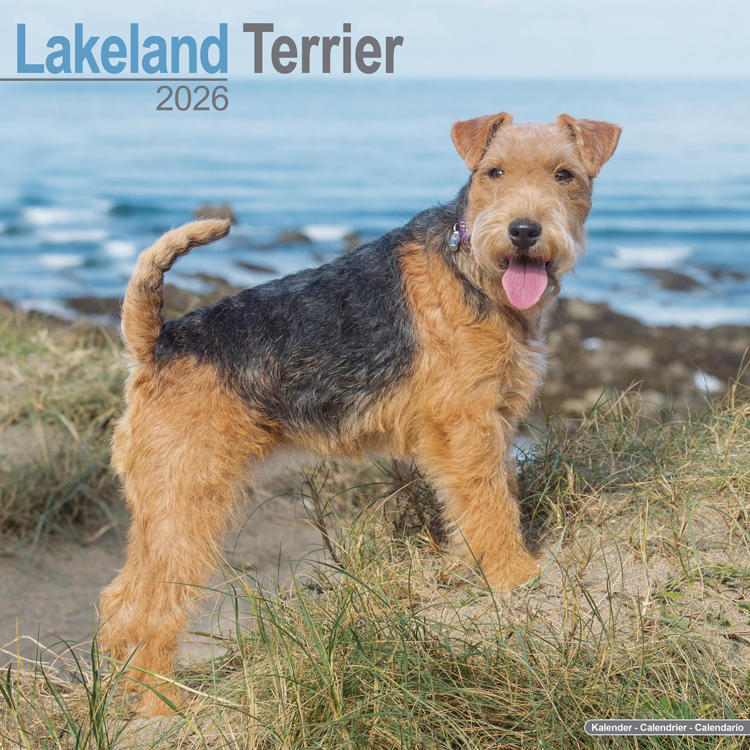 Lakeland Terrier Calendar 2026 Square Dog Breed Wall Calendar - 16 Month Books