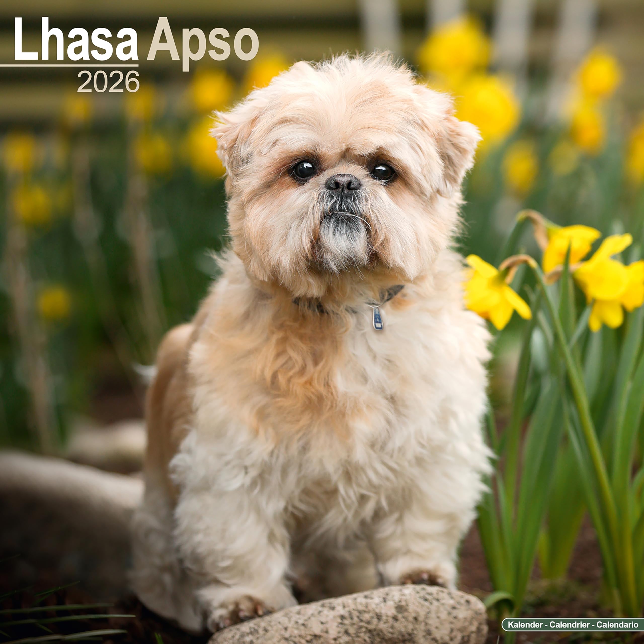 Lhasa Apso Calendar 2026 Square Dog Breed Wall Calendar - 16 Month Books