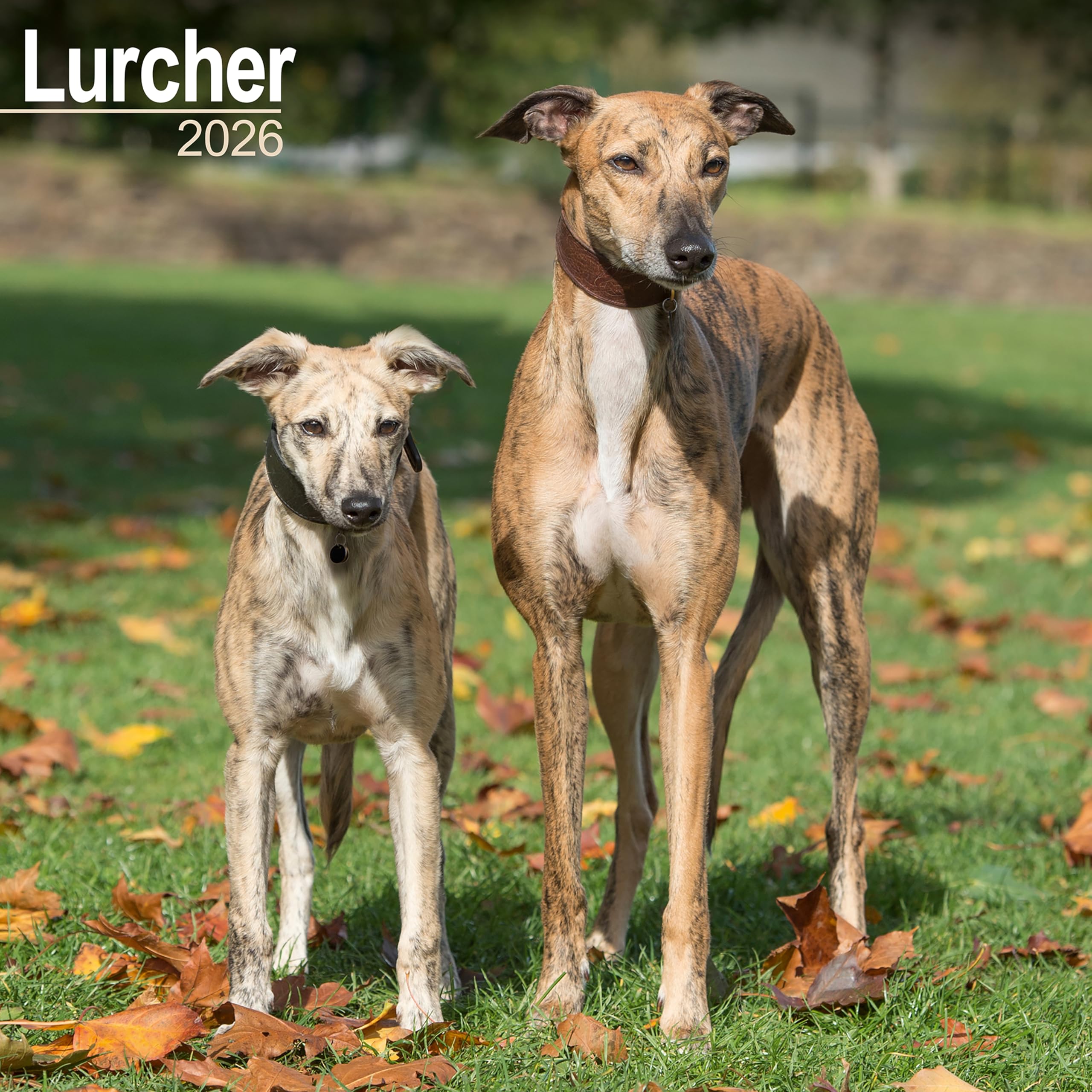 Lurcher Calendar 2026 Square Dog Breed Wall Calendar - 16 Month Books