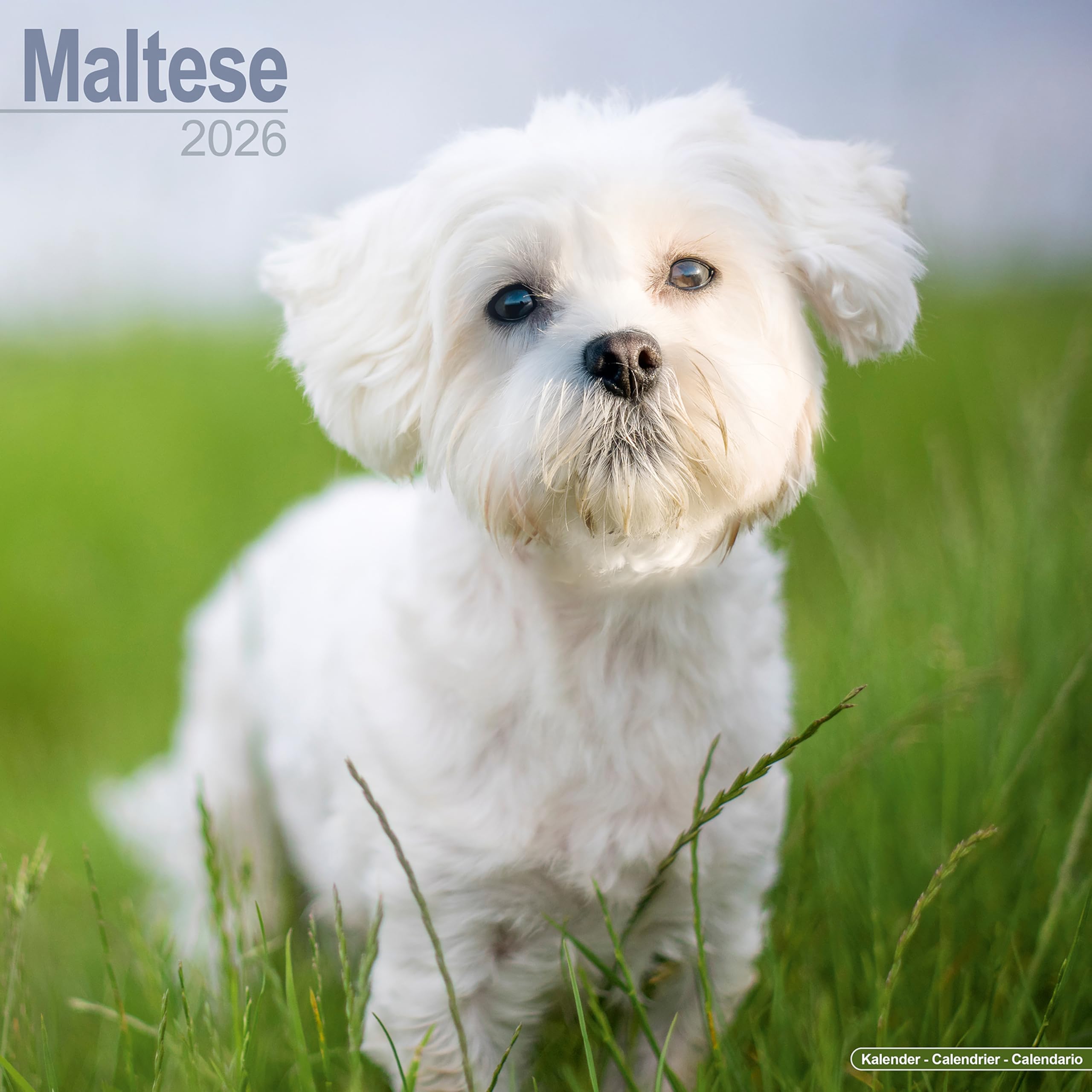Maltese Calendar 2026 Square Dog Breed Wall Calendar - 16 Month Books