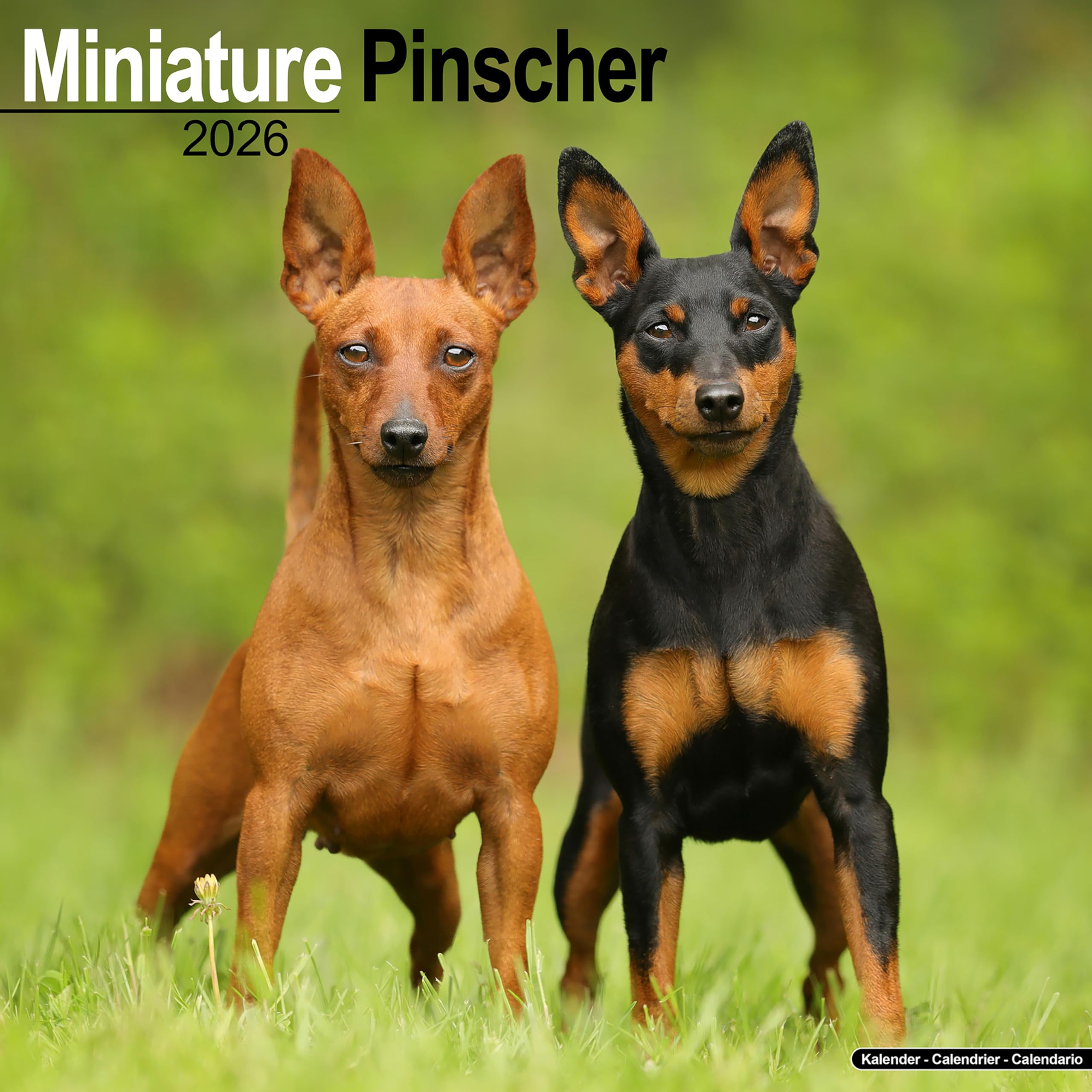 Miniature Pinscher Calendar 2026 Square Dog Breed Wall Calendar - 16 Month Books