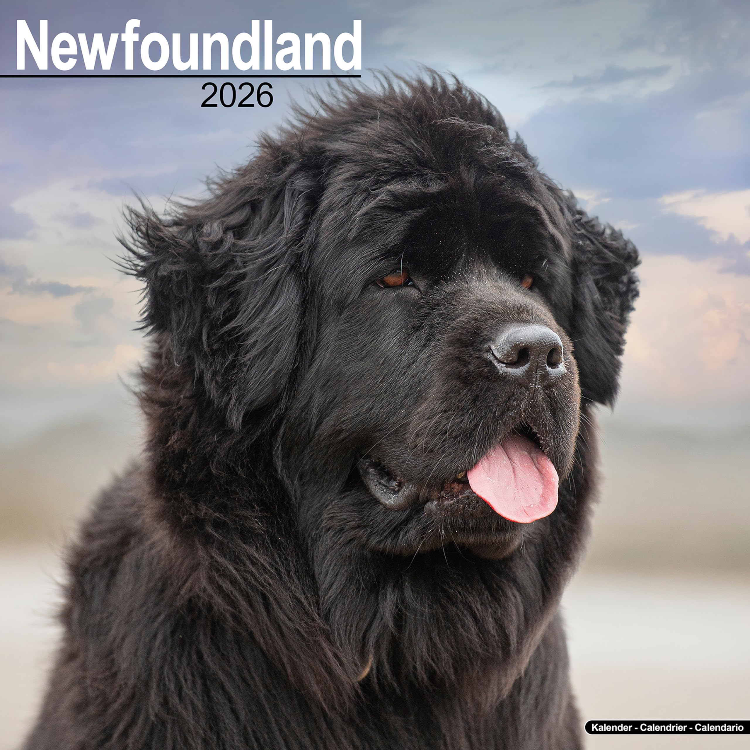 Newfoundland Calendar 2026 Square Dog Breed Wall Calendar - 16 Month Books