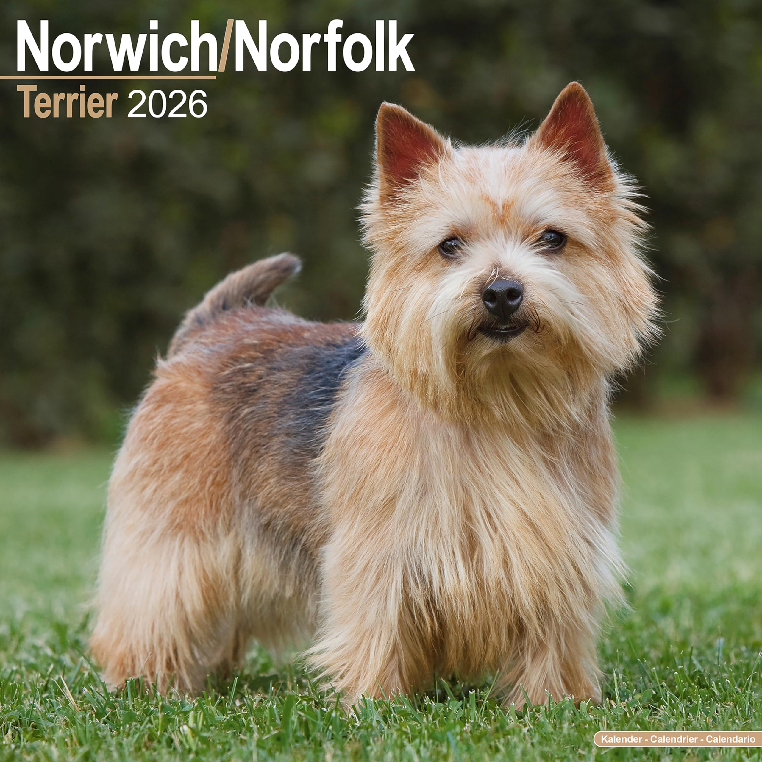 Norwich/Norfolk Terrier Calendar 2026 Square Dog Breed Wall Calendar - 16 Month Books