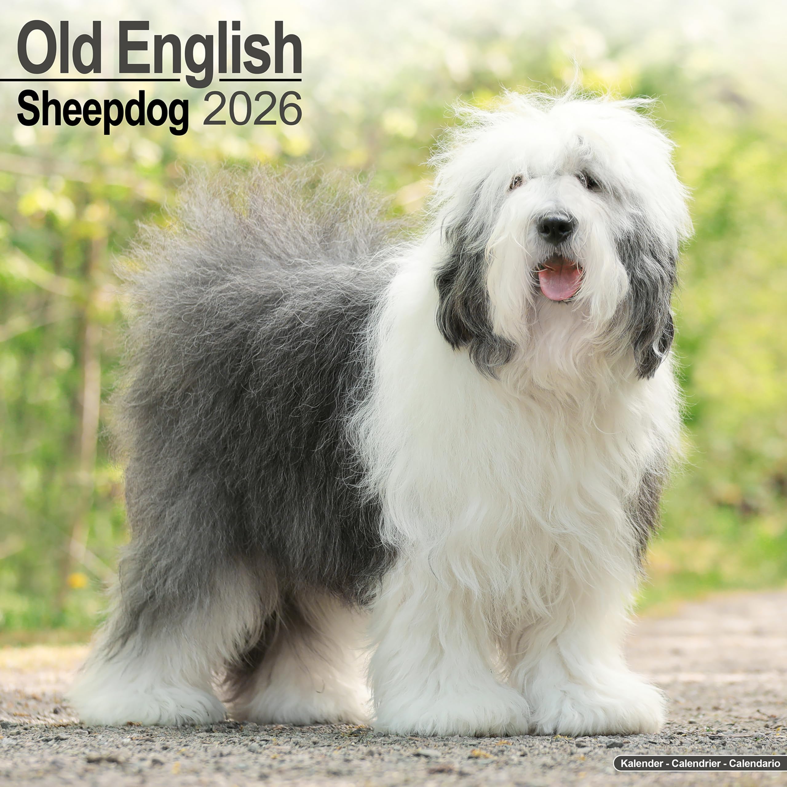 Old English Sheepdog Calendar 2026 Square Dog Breed Wall Calendar - 16 Month Books