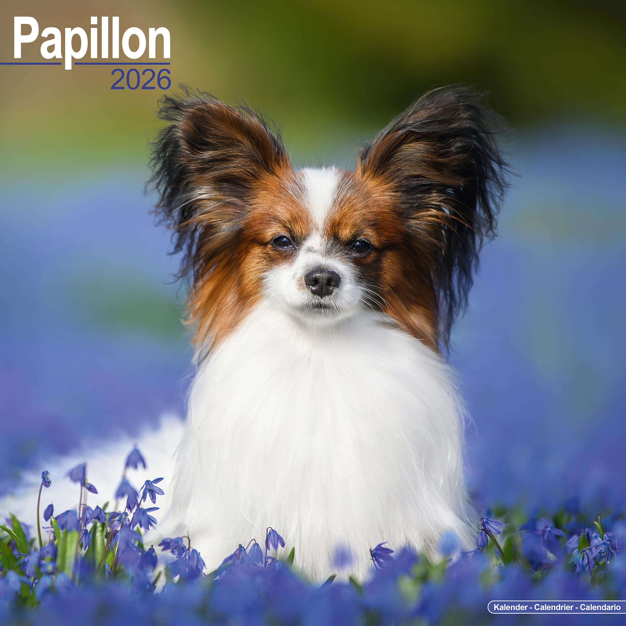 Papillon Calendar 2026 Square Dog Breed Wall Calendar - 16 Month Books