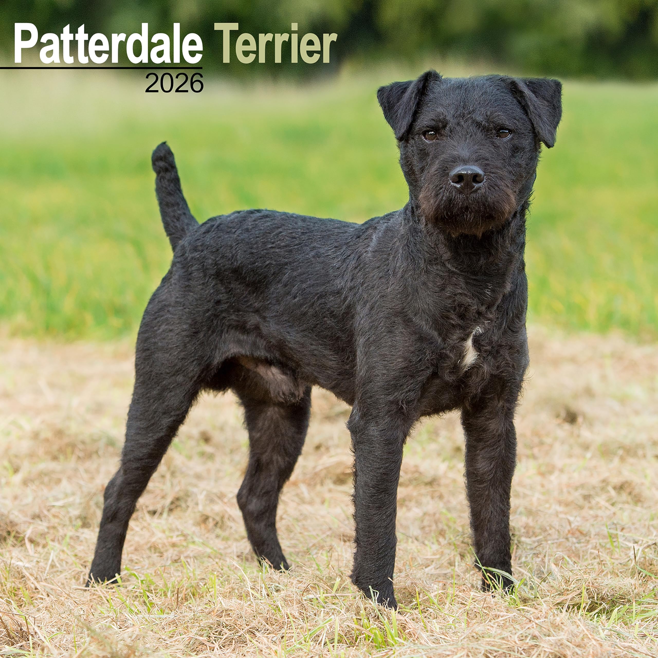 Patterdale Terrier Calendar 2026 Square Dog Breed Wall Calendar - 16 Month Books