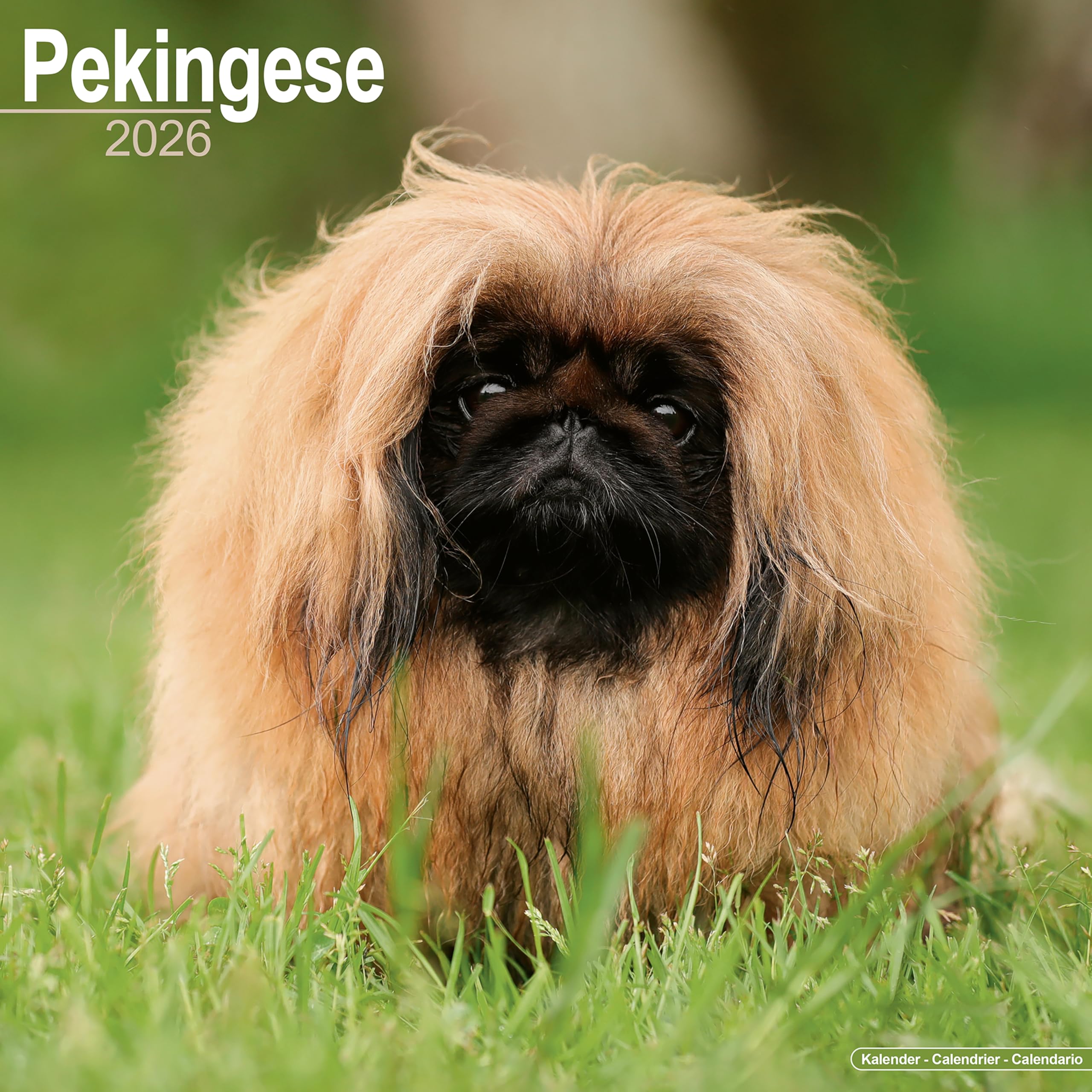 Pekingese Calendar 2026 Square Dog Breed Wall Calendar - 16 Month Books