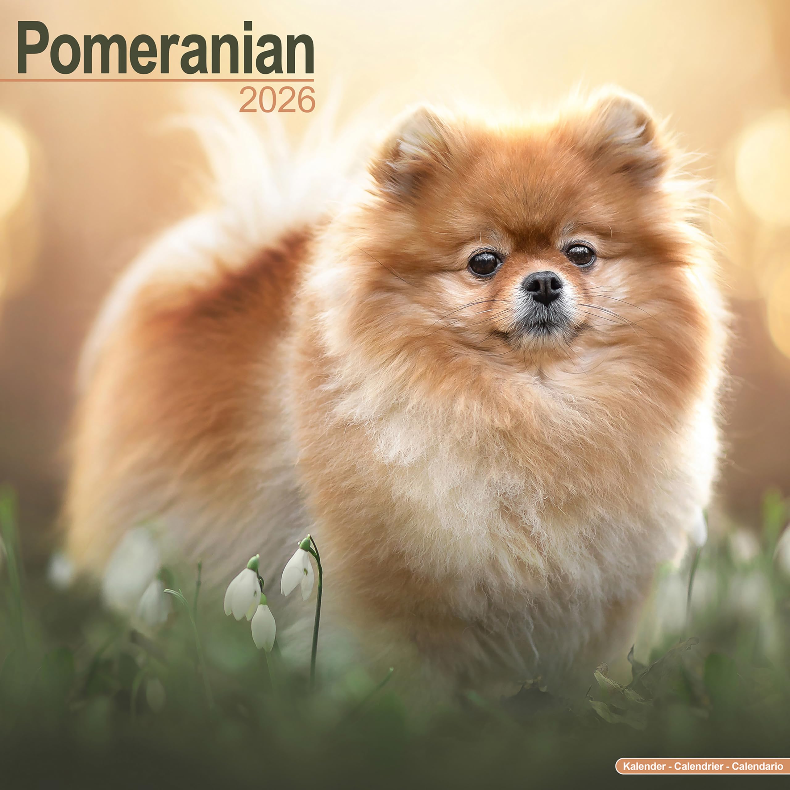 Pomeranian Calendar 2026 Square Dog Breed Wall Calendar - 16 Month Books