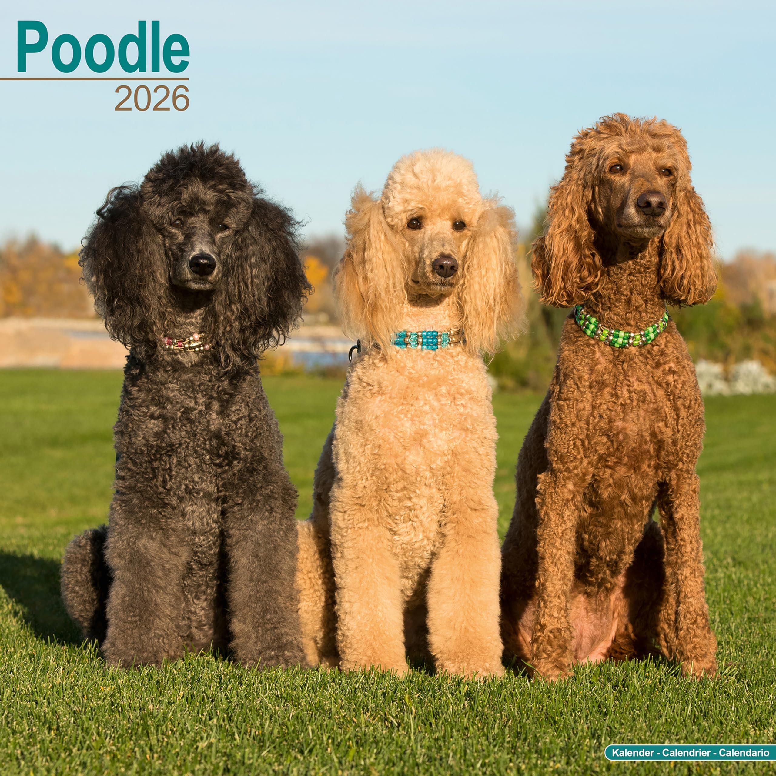 Poodle Calendar 2026 Square Dog Breed Wall Calendar - 16 Month Books