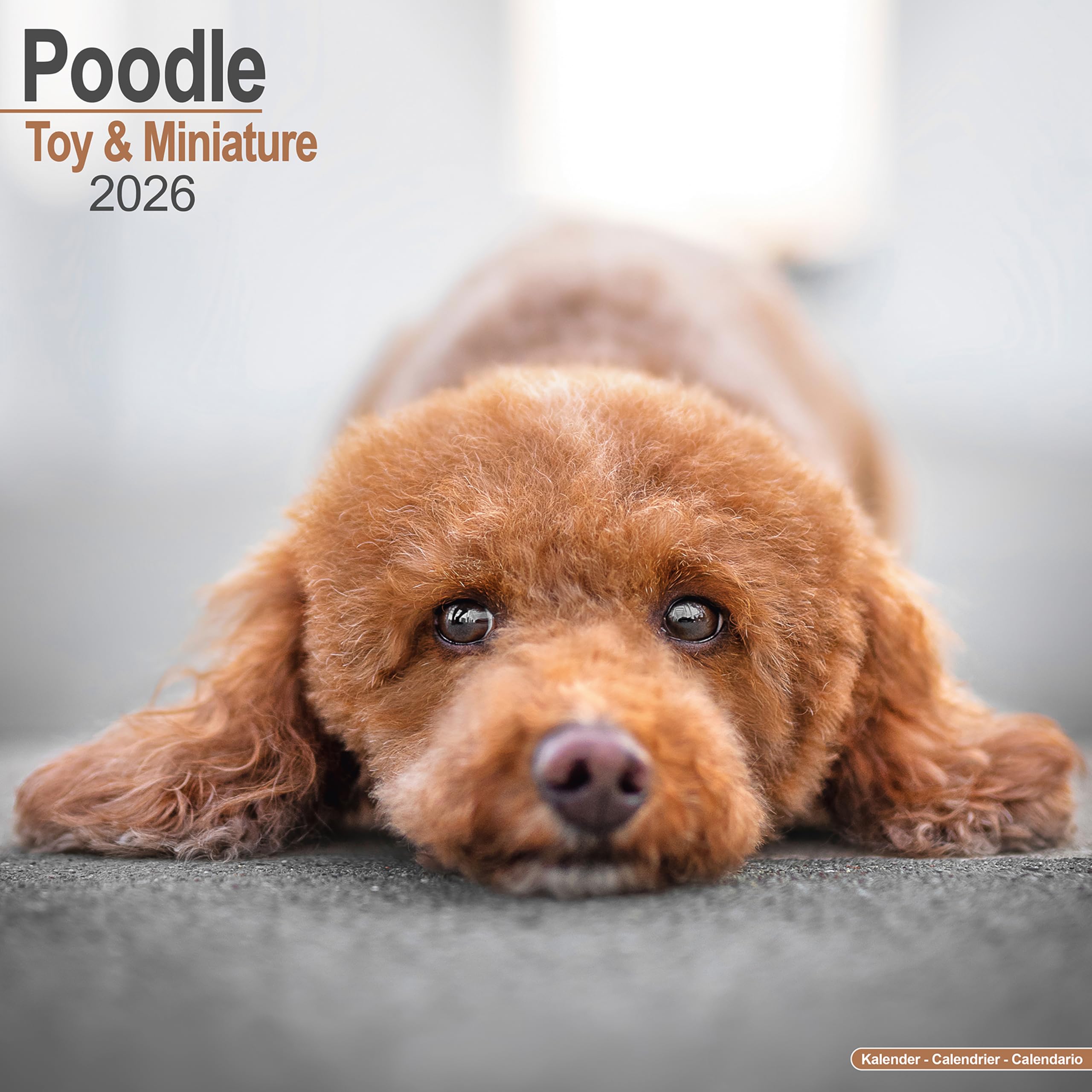 Poodle (Toy & Miniature) Calendar 2026 Square Dog Breed Wall Calendar - 16 Month Books