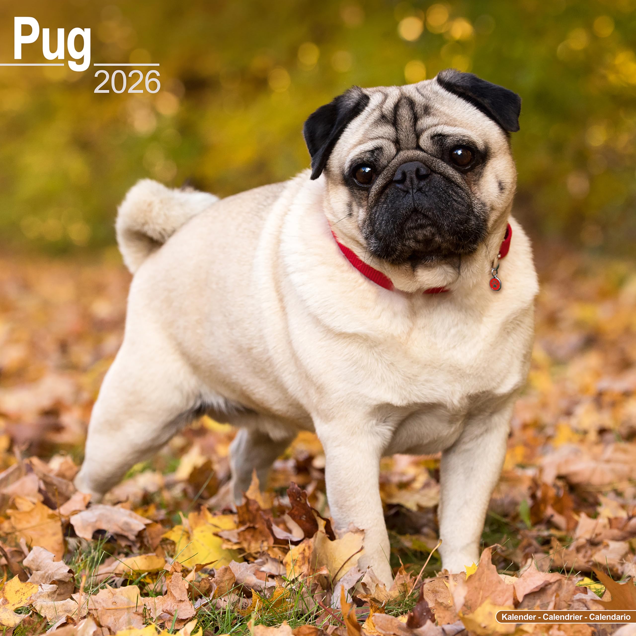 Pug Calendar 2026 Square Dog Breed Wall Calendar - 16 Month Books