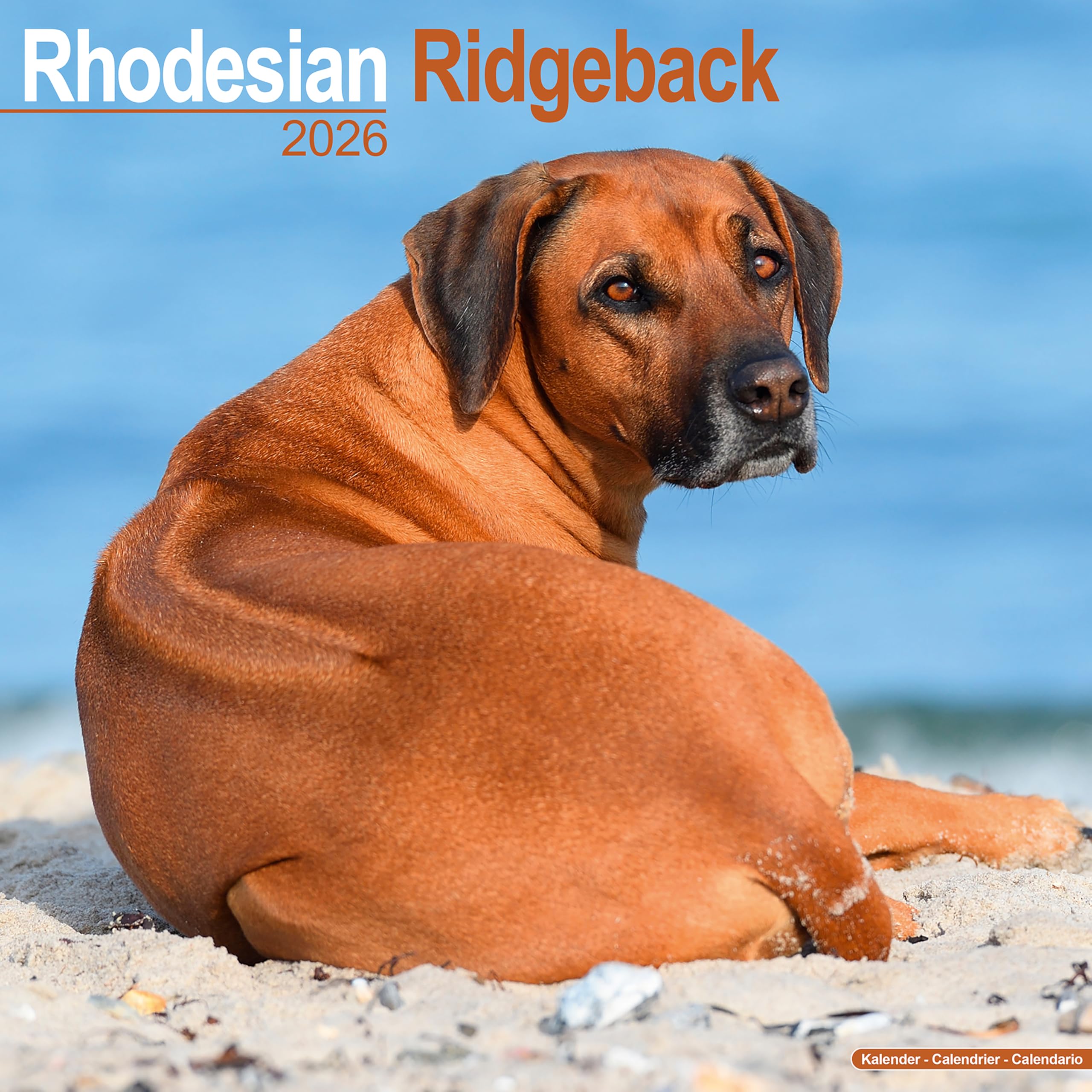 Rhodesian Ridgeback Calendar 2026 Square Dog Breed Wall Calendar - 16 Month Books