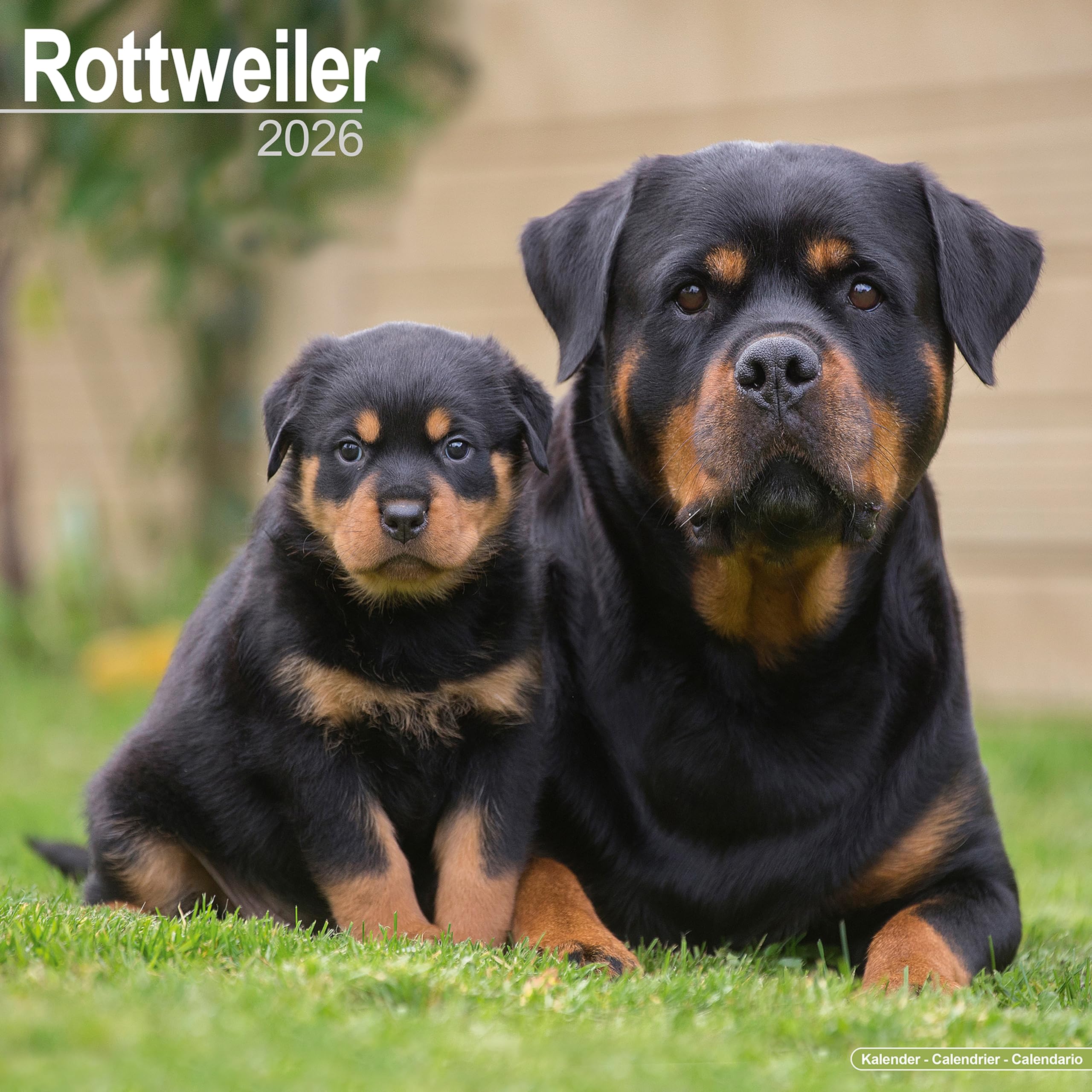 Rottweiler Calendar 2026 Square Dog Breed Wall Calendar - 16 Month Books