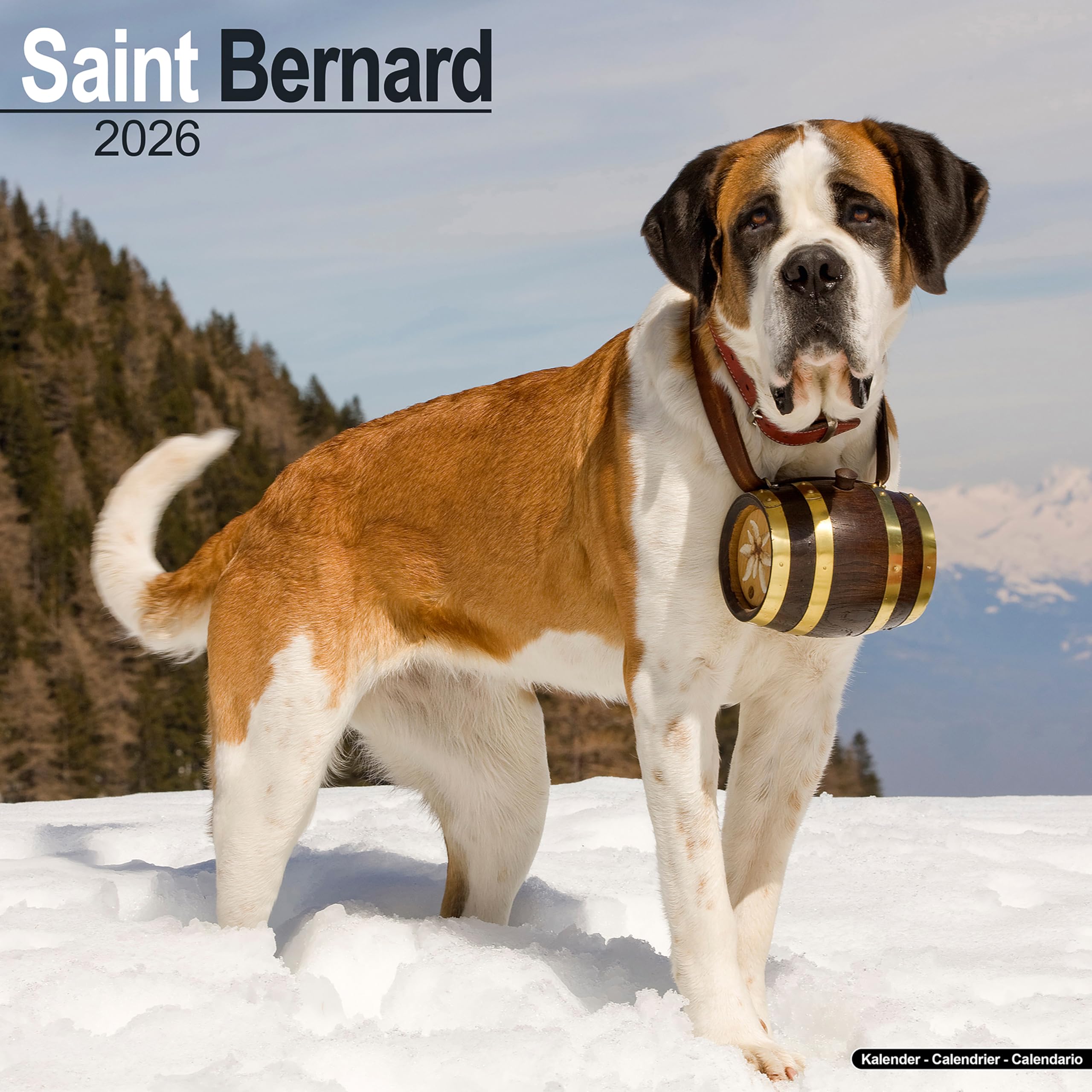 Saint Bernard Calendar 2026 Square Dog Breed Wall Calendar - 16 Month Books