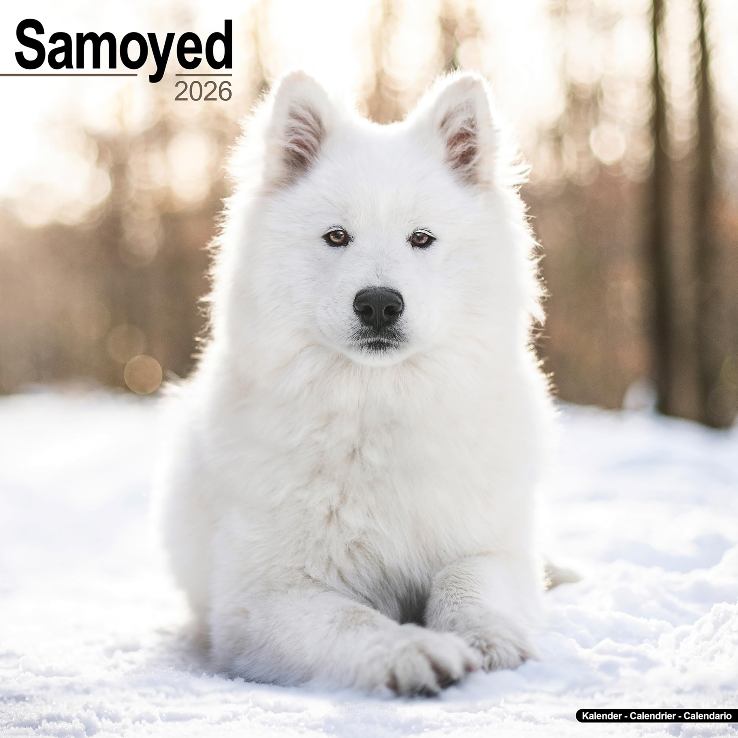Samoyed Calendar 2026 Square Dog Breed Wall Calendar - 16 Month Books