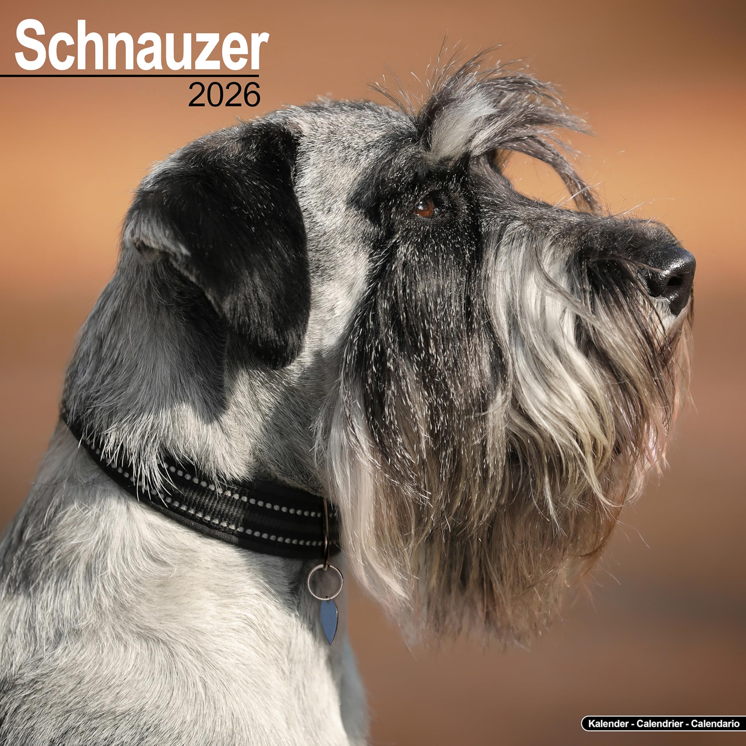 Schnauzer (Euro) Calendar 2026 Square Dog Breed Wall Calendar - 16 Month Books