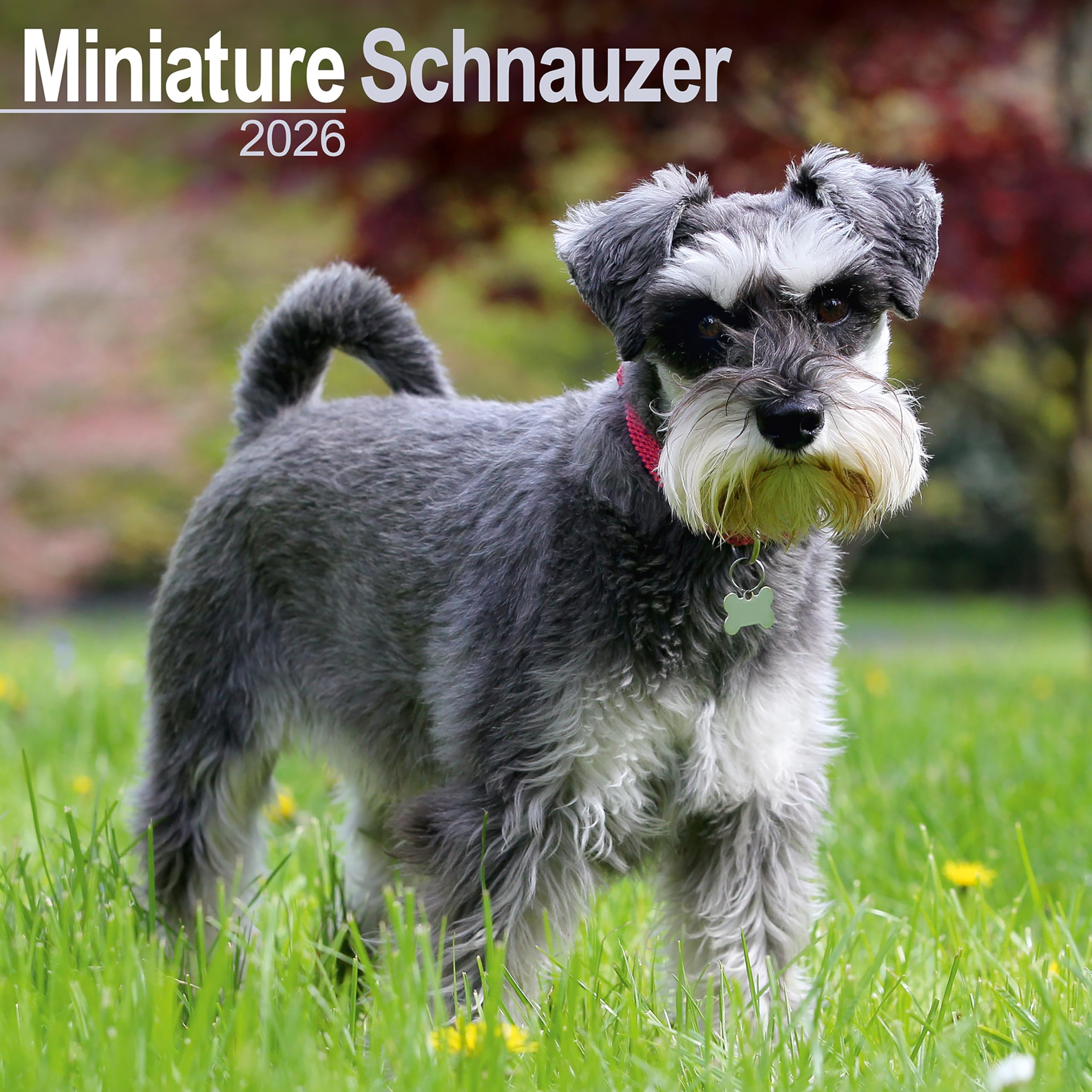 Schnauzer Miniature Calendar 2026 Square Dog Breed Wall Calendar - 16 Month Books