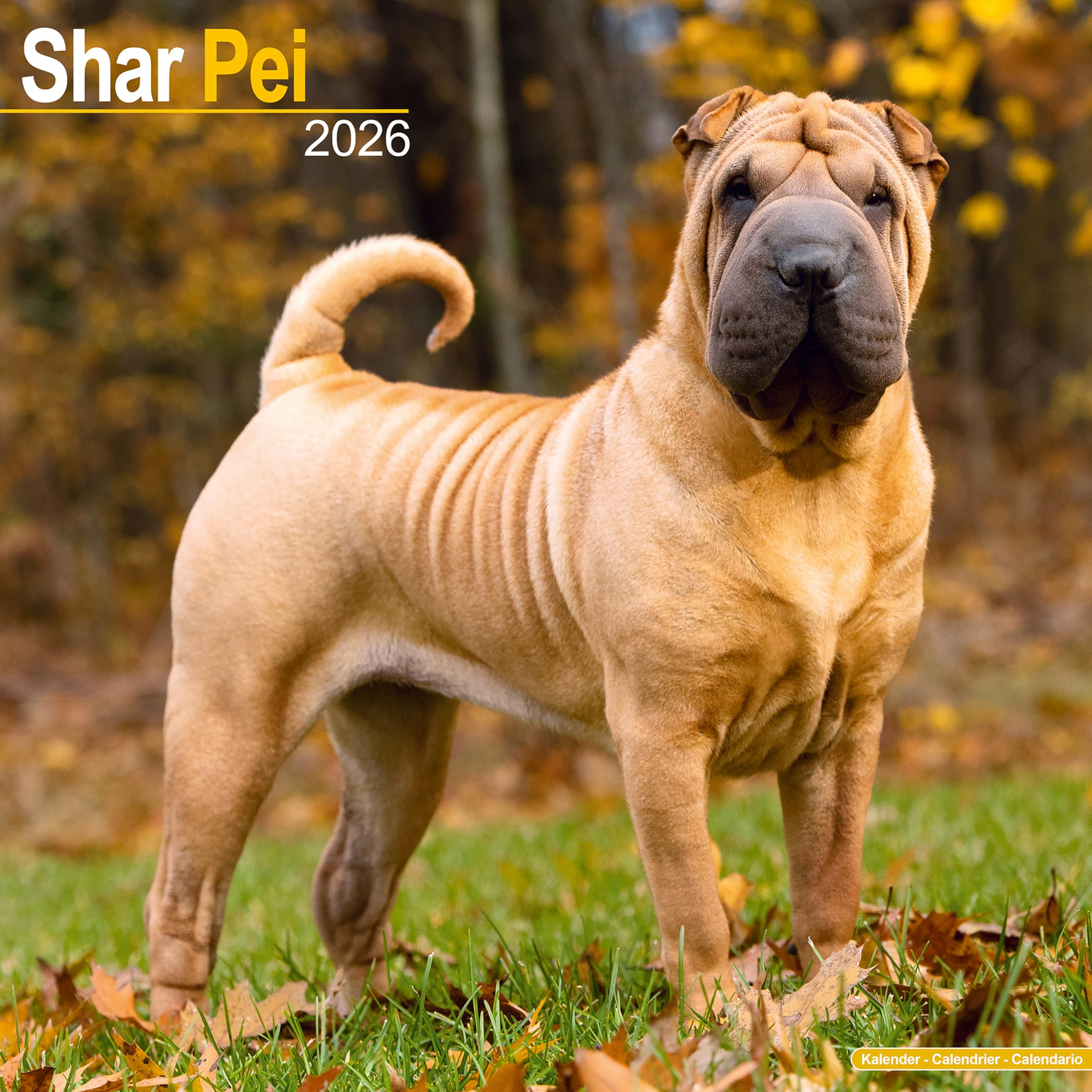 Shar Pei Calendar 2026 Square Dog Breed Wall Calendar - 16 Month Books