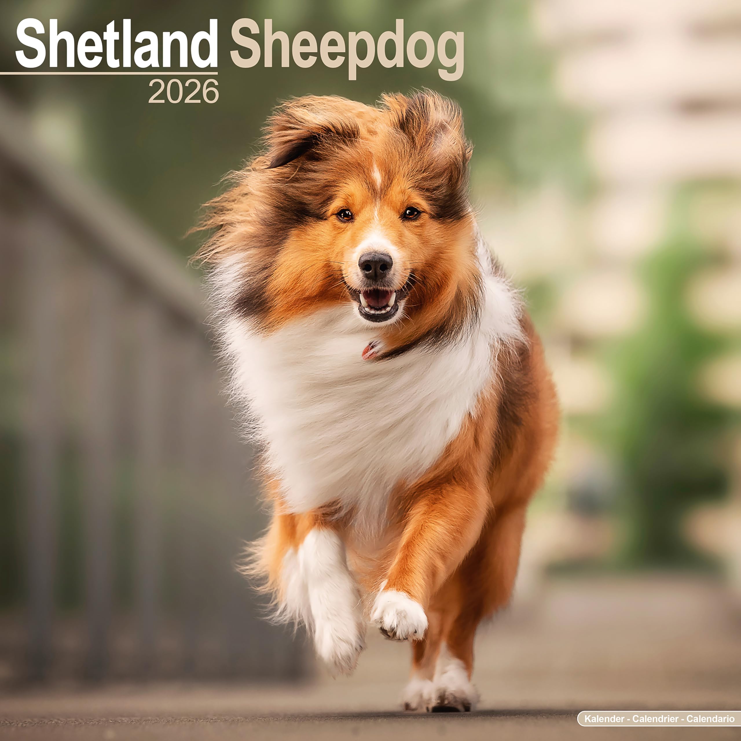 Shetland Sheepdog Calendar 2026 Square Dog Breed Wall Calendar - 16 Month Books