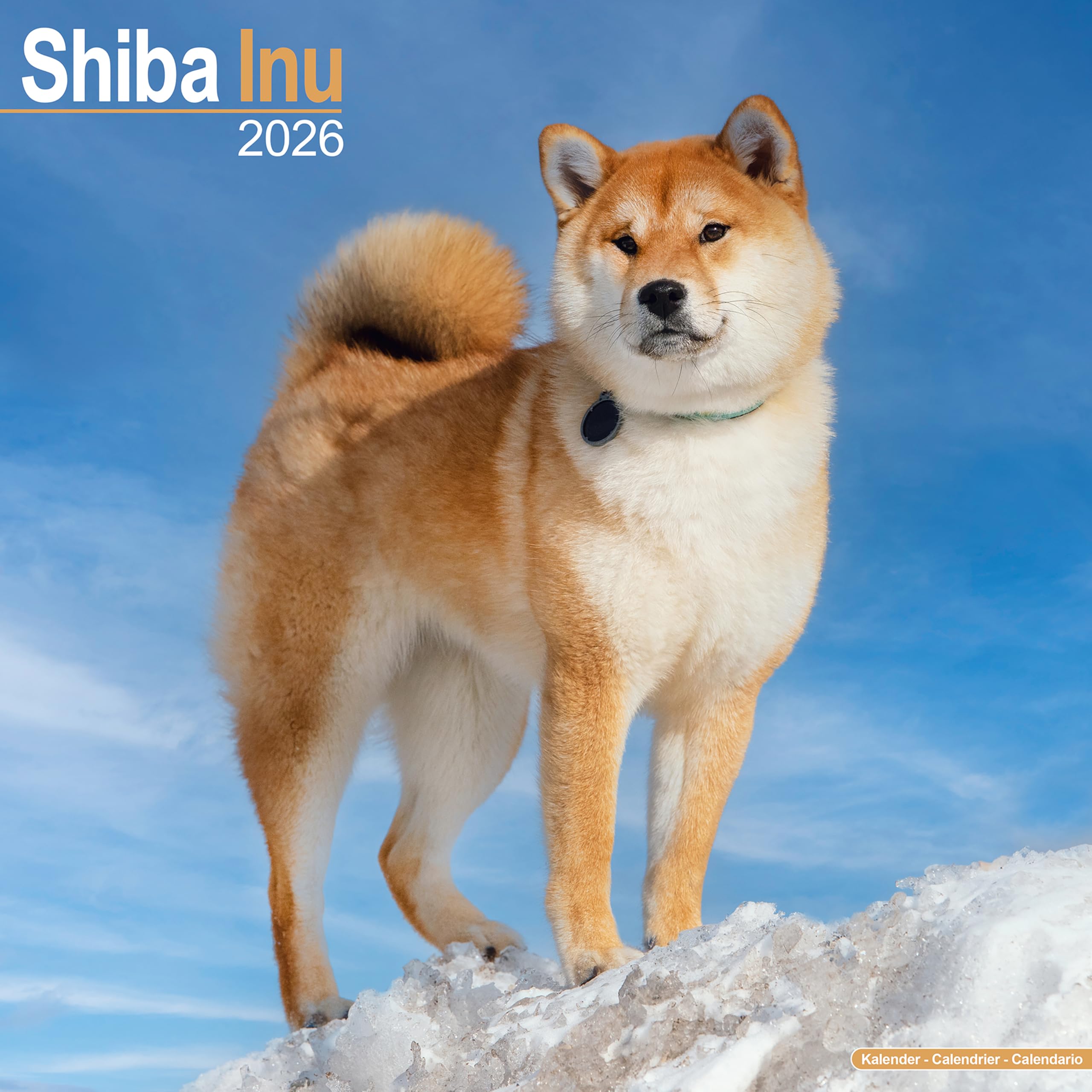 Shiba Inu Calendar 2026 Square Dog Breed Wall Calendar - 16 Month Books
