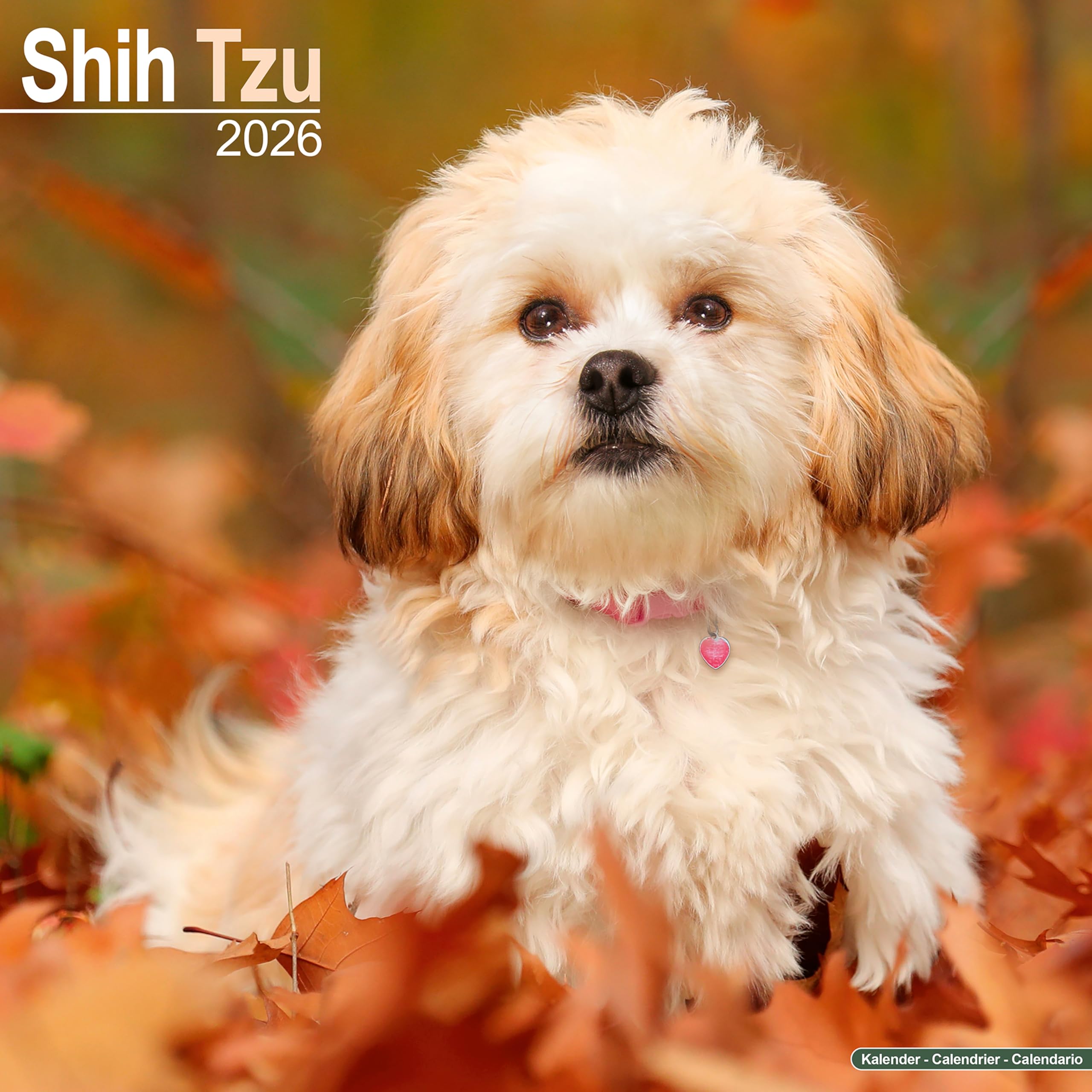 Shih Tzu Calendar 2026 Square Dog Breed Wall Calendar - 16 Month Books