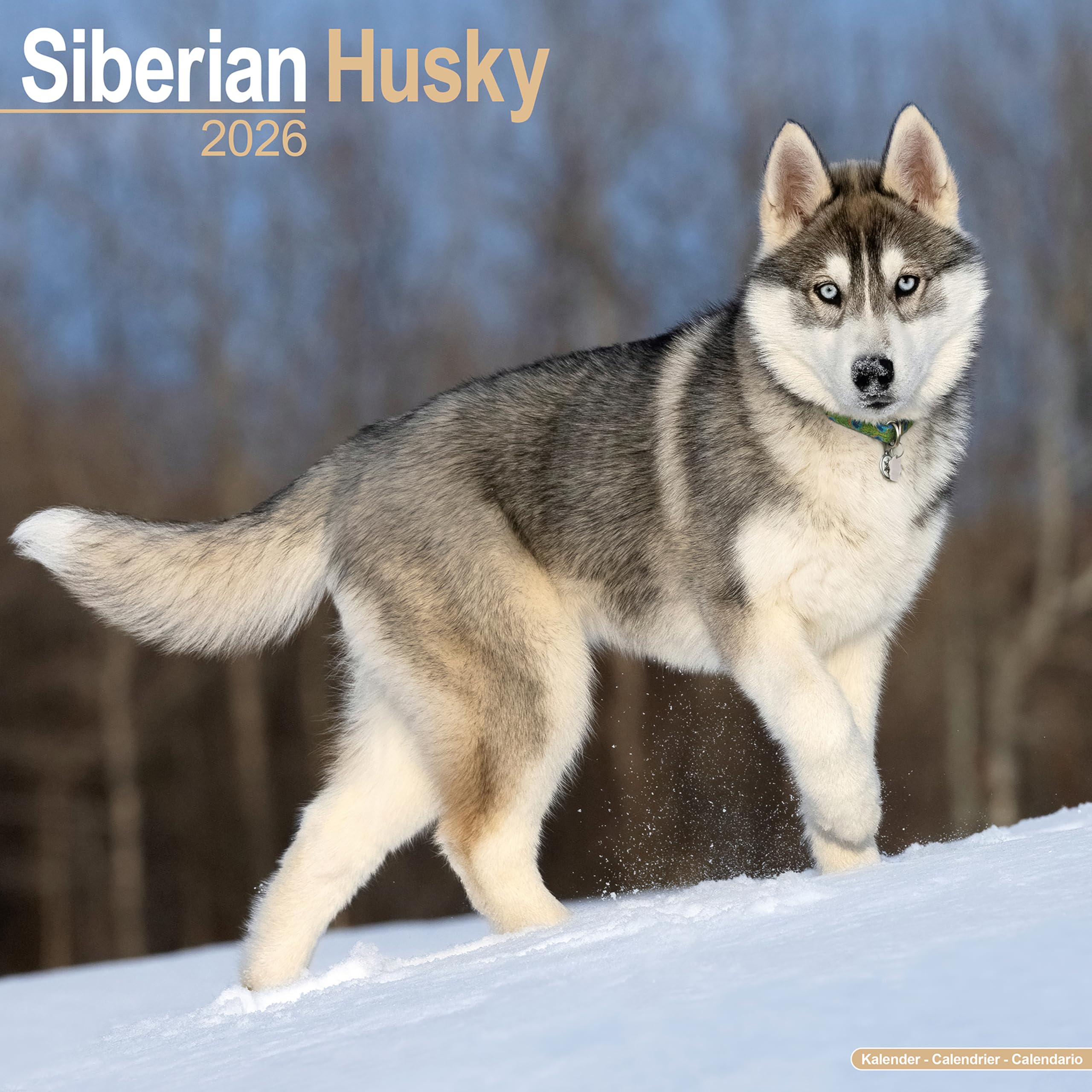 Siberian Husky Calendar 2026 Square Dog Breed Wall Calendar - 16 Month Books