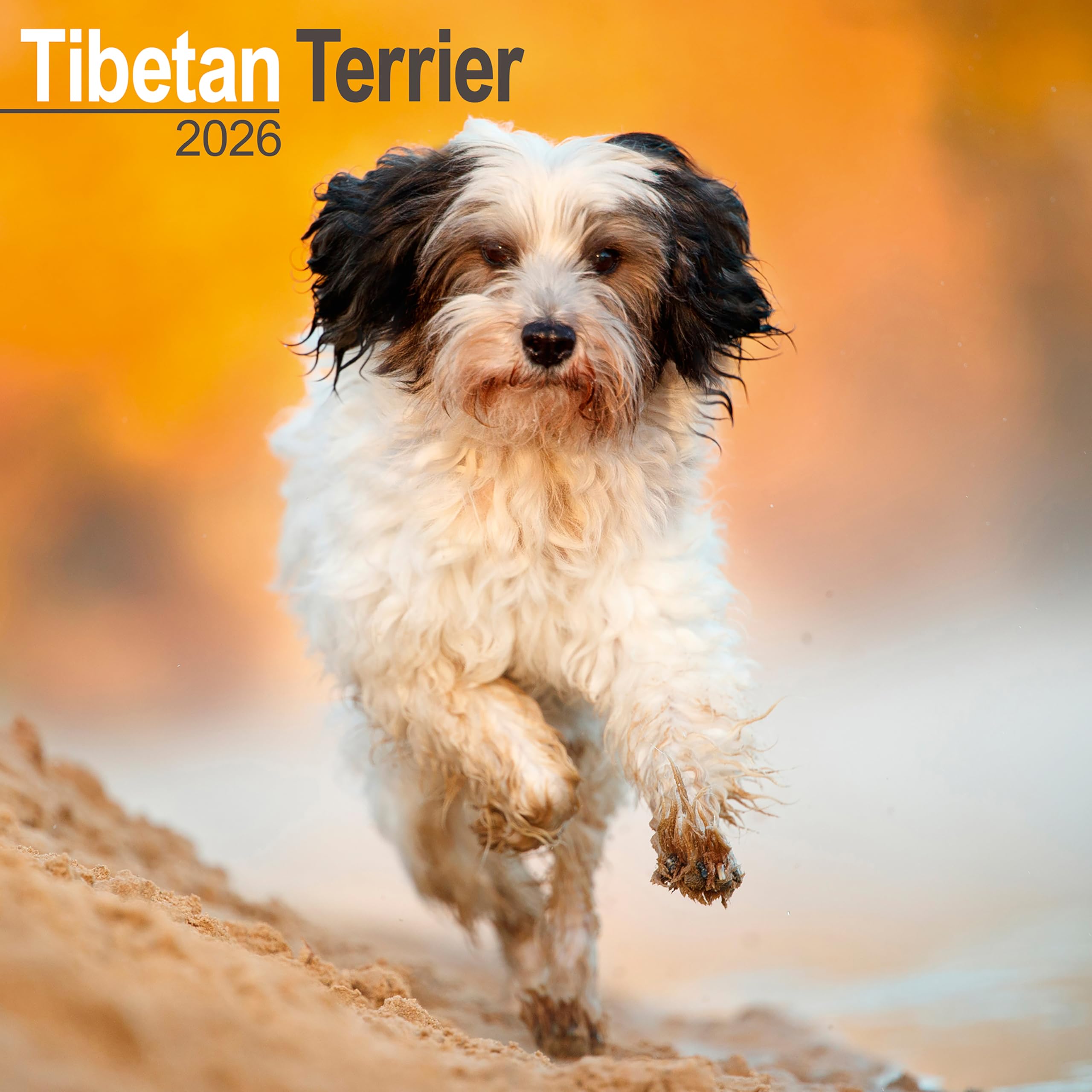 Tibetan Terrier Calendar 2026 Square Dog Breed Wall Calendar - 16 Month Books