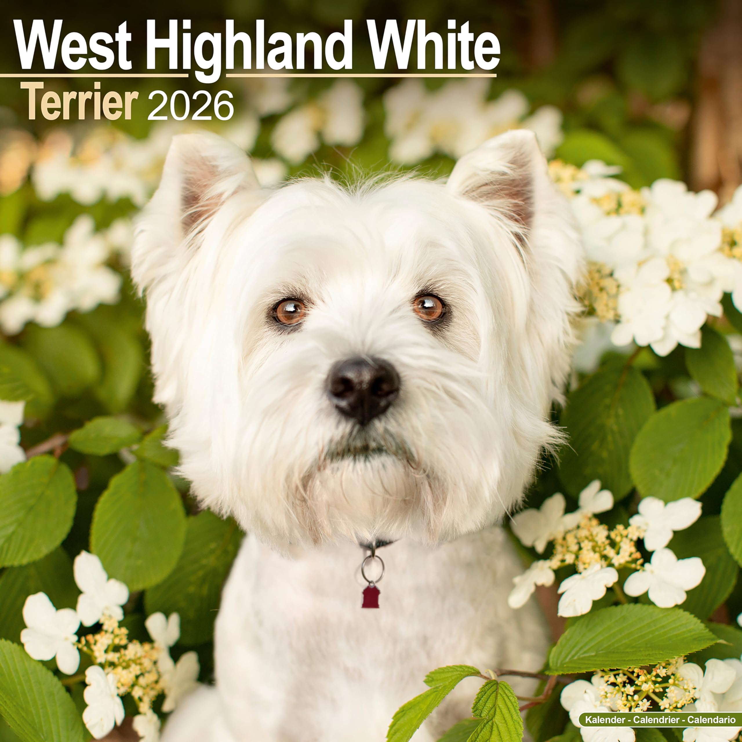 West Highland White Terrier Calendar 2026 Square Dog Breed Wall Calendar - 16 Month Books