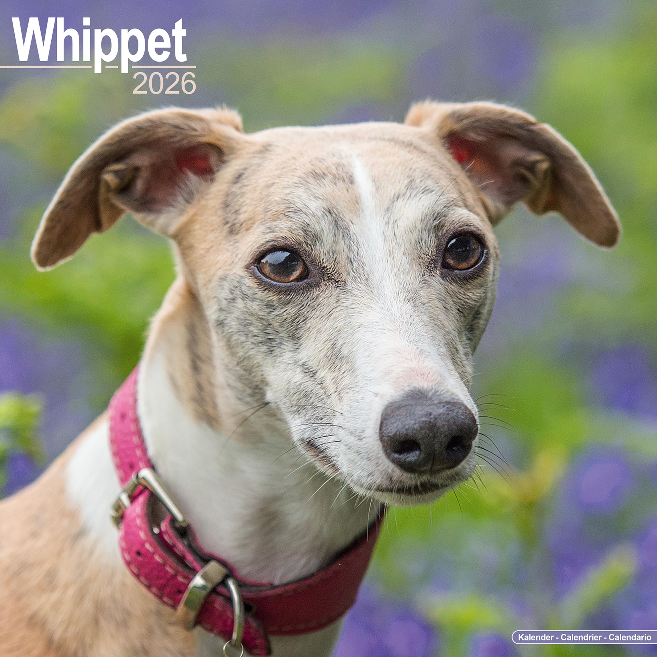Whippet Calendar 2026 Square Dog Breed Wall Calendar - 16 Month Books