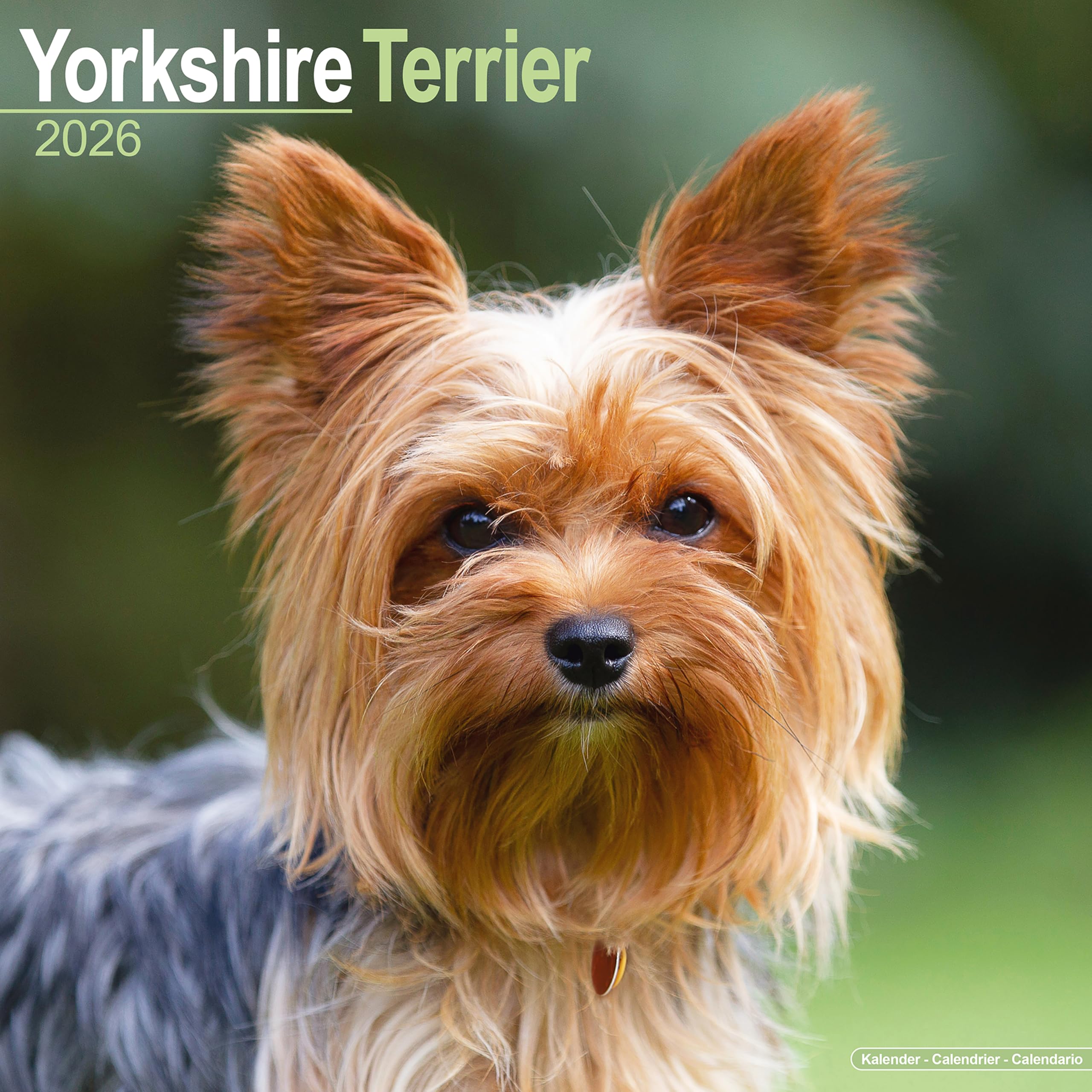Yorkshire Terrier Calendar 2026 Square Dog Breed Wall Calendar - 16 Month Books