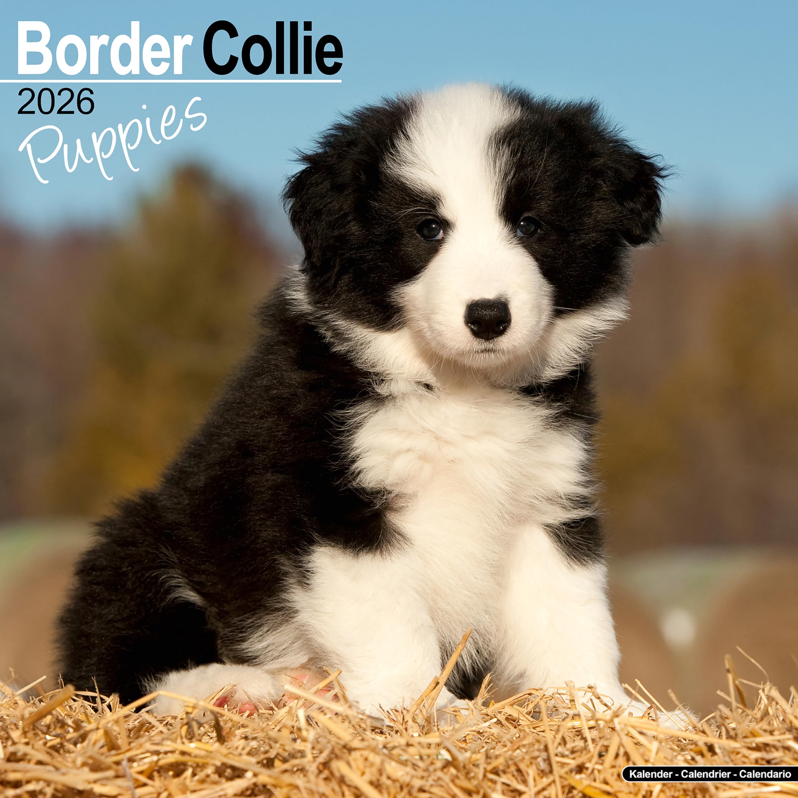 Border Collie Puppies Calendar 2026 Square Dog Puppy Breed Wall Calendar - 16 Month Books