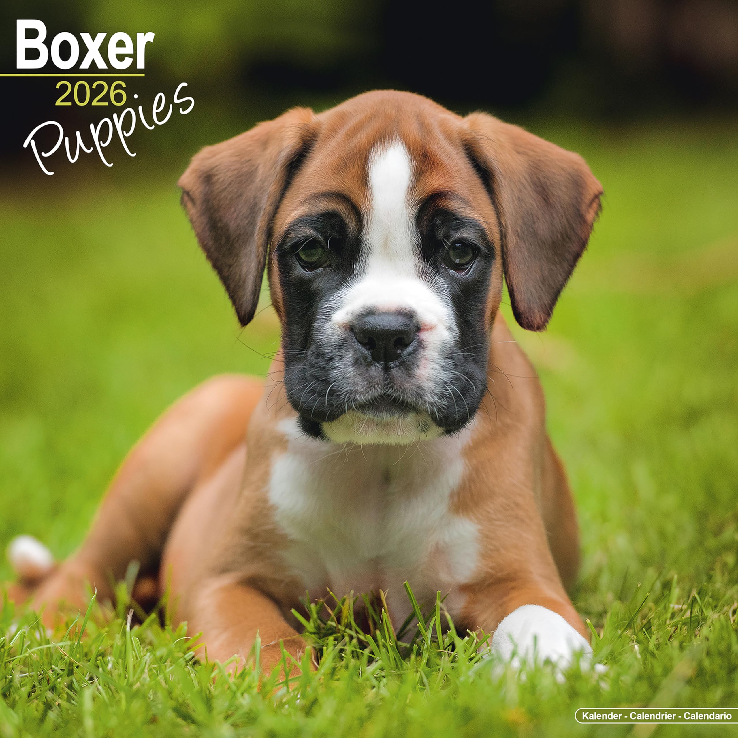 Boxer Puppies Calendar 2026 Square Dog Puppy Breed Wall Calendar - 16 Month Books