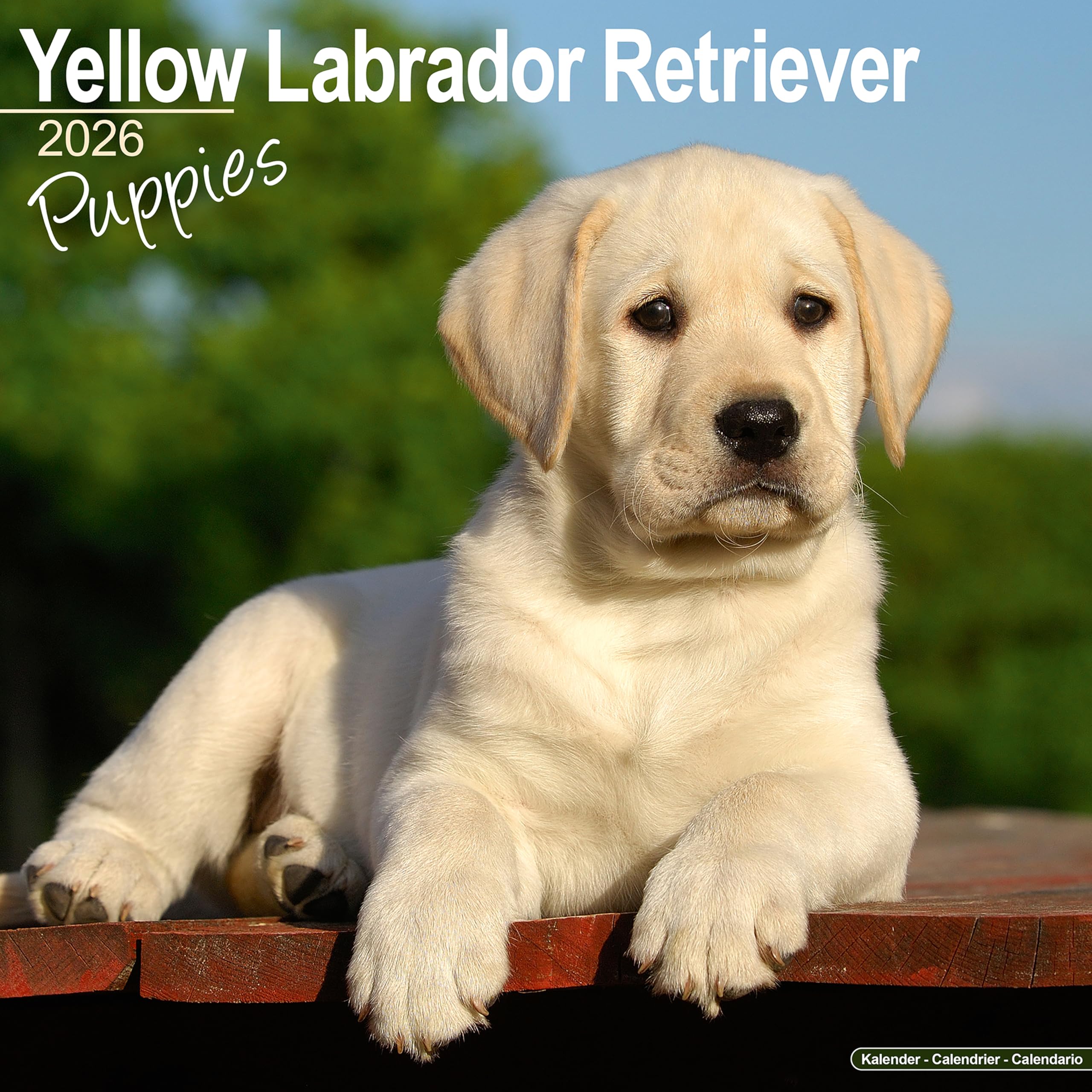 Yellow Labrador Puppies Calendar 2026 Square Dog Puppy Breed Wall Calendar - 16 Month Books
