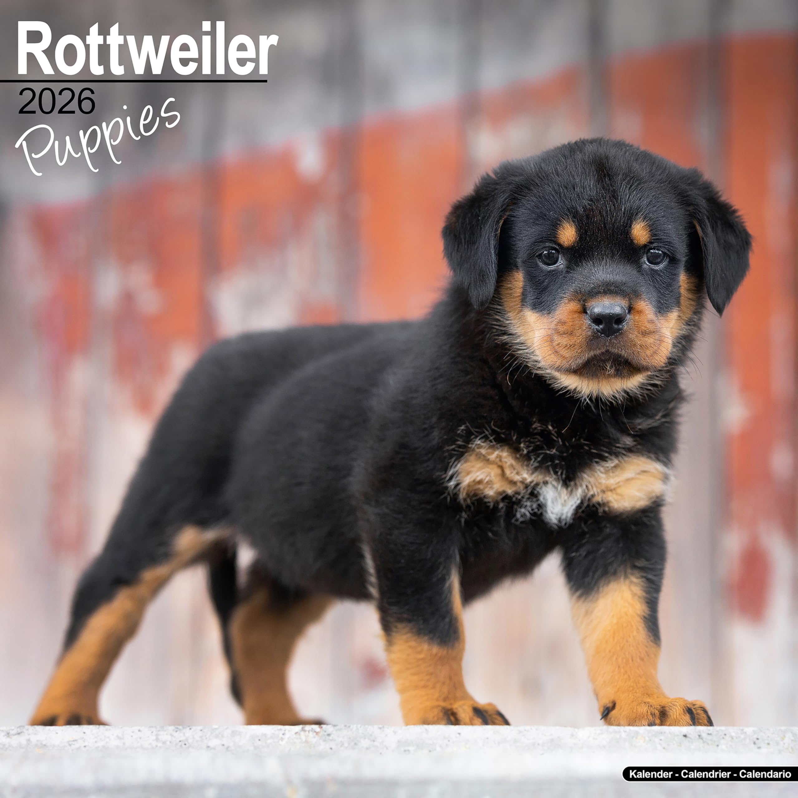 Rottweiler Puppies Calendar 2026 Square Dog Puppy Breed Wall Calendar - 16 Month Books