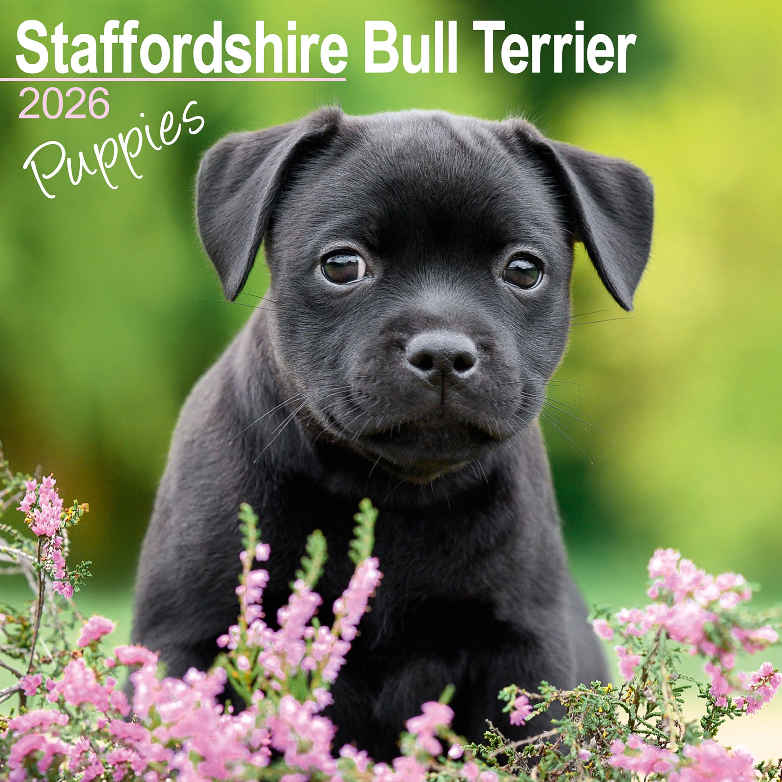 Staffordshire Bull Terrier Puppies Calendar 2026 Square Dog Puppy Breed Wall Calendar - 16 Month Books