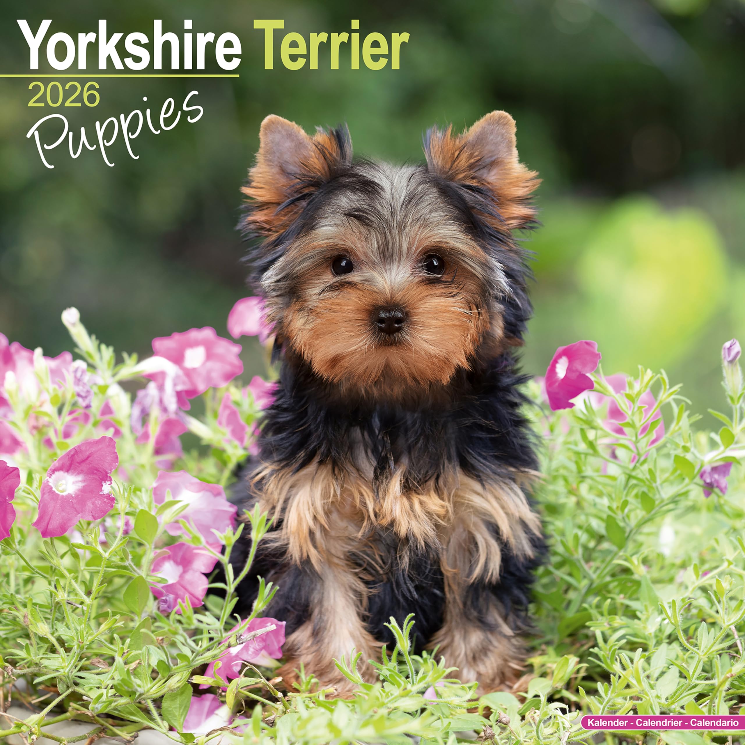 Yorkshire Terrier Puppies Calendar 2026 Square Dog Puppy Breed Wall Calendar - 16 Month Books