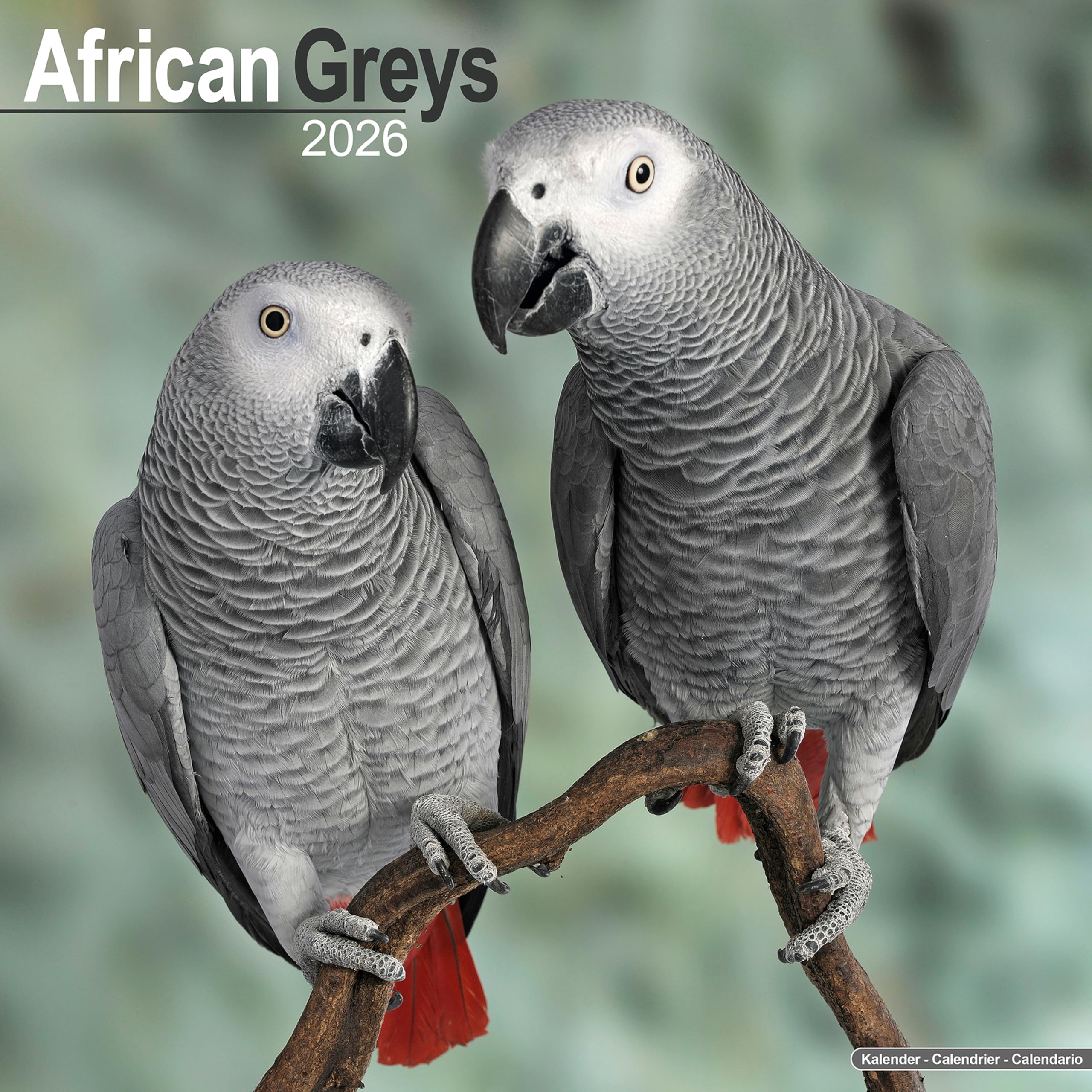 African Greys Calendar 2026 Square Bird Wall Calendar - 16 Month Books