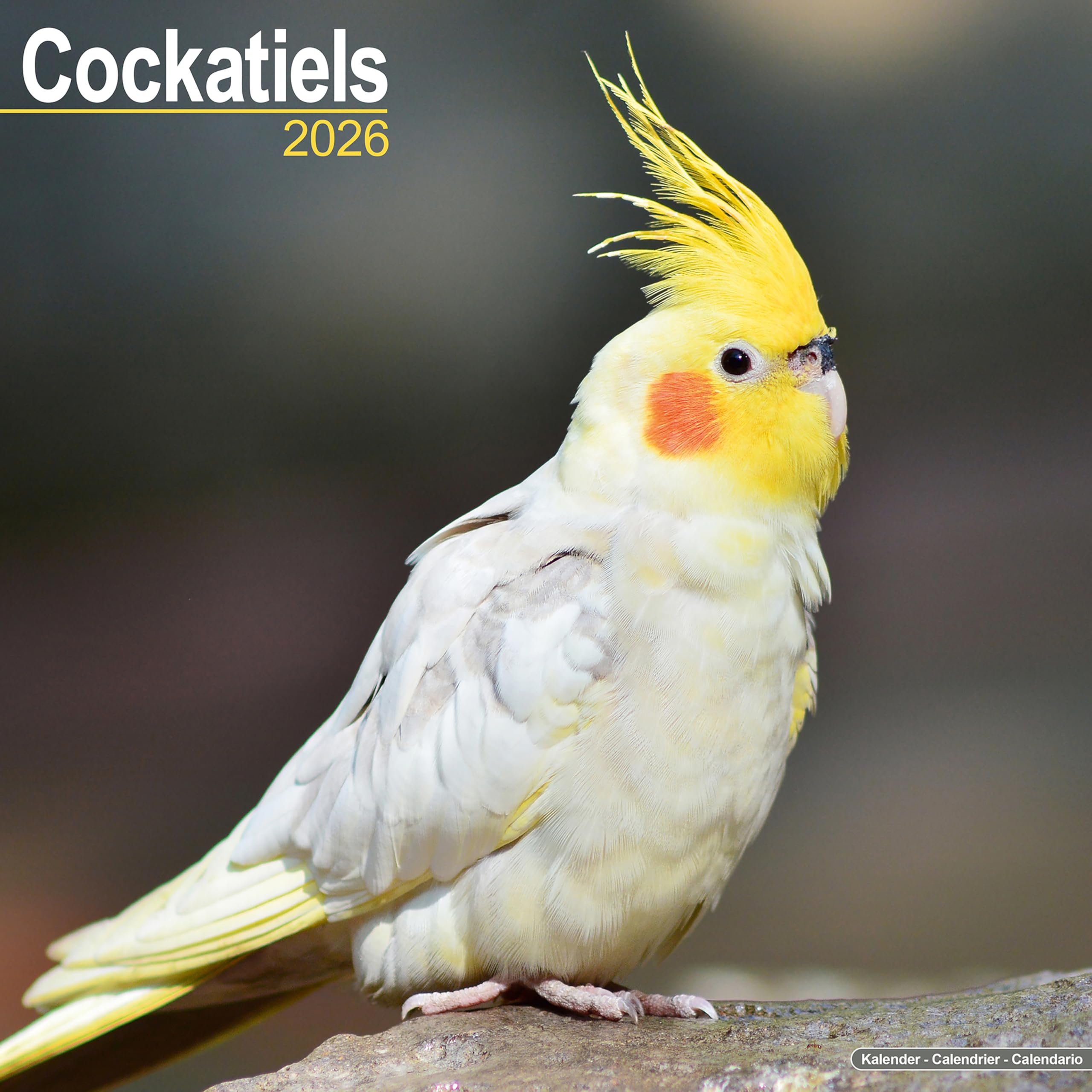 Cockatiels Calendar 2026 Square Bird Wall Calendar - 16 Month Books