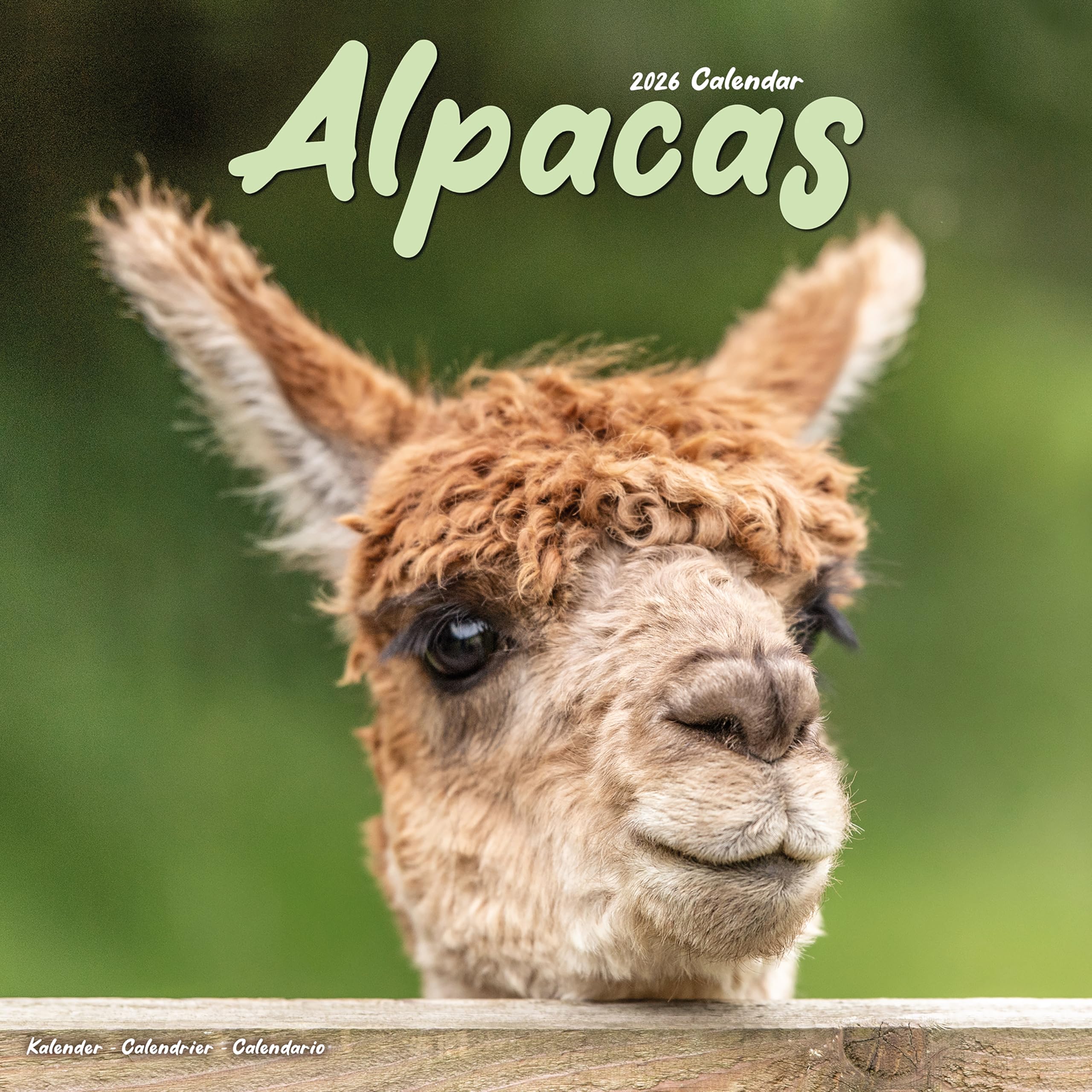 Alpacas Calendar 2026 Square Animal Wall Calendar - 16 Month Books