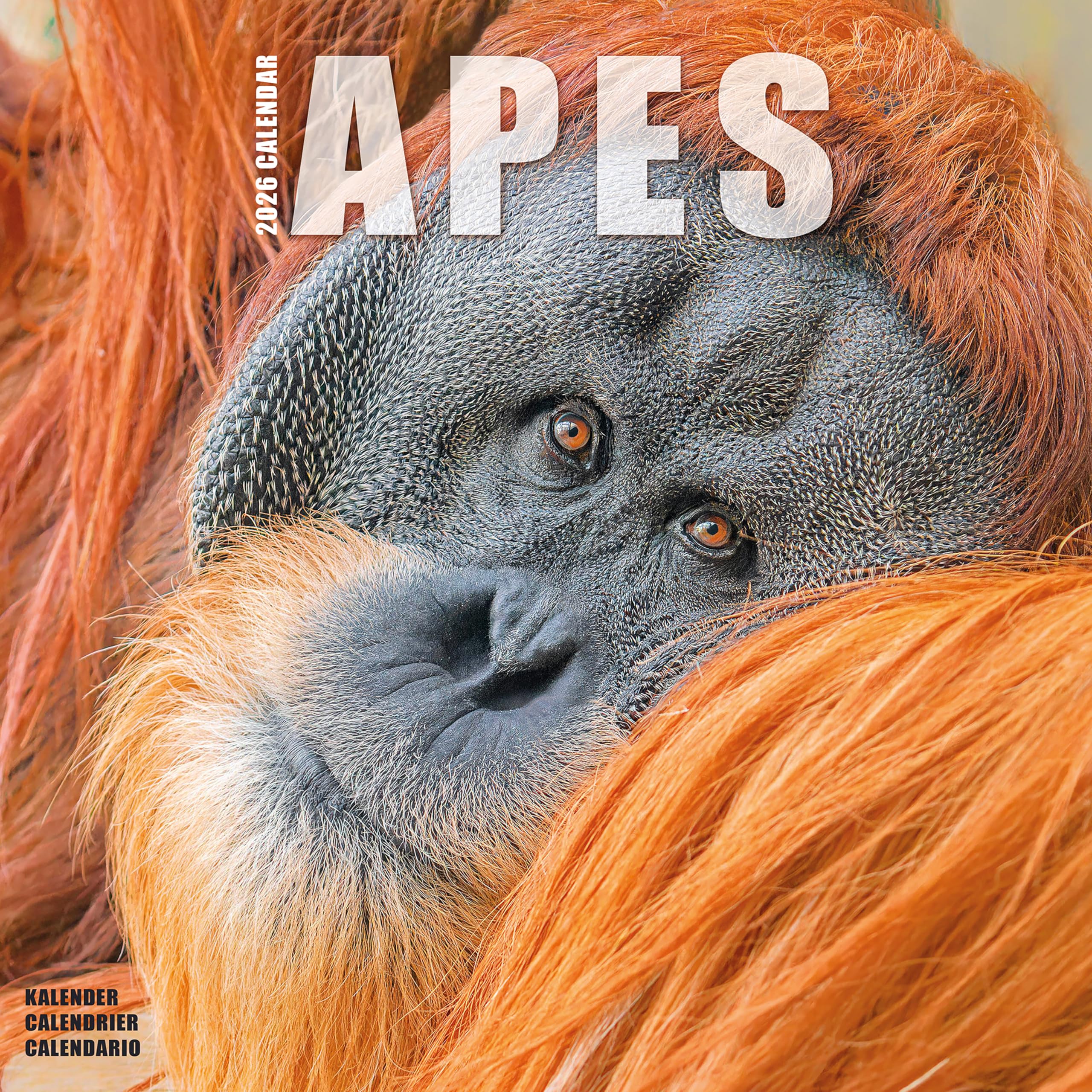 Apes Calendar 2026 Square Animal Wall Calendar - 16 Month Books