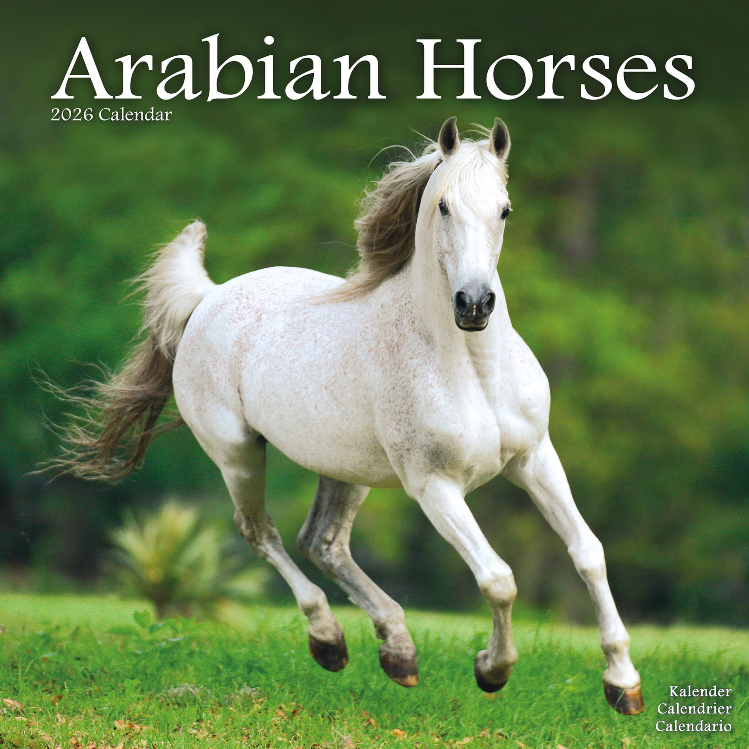 Arabian Horses Calendar 2026 Square Horses Wall Calendar - 16 Month Books