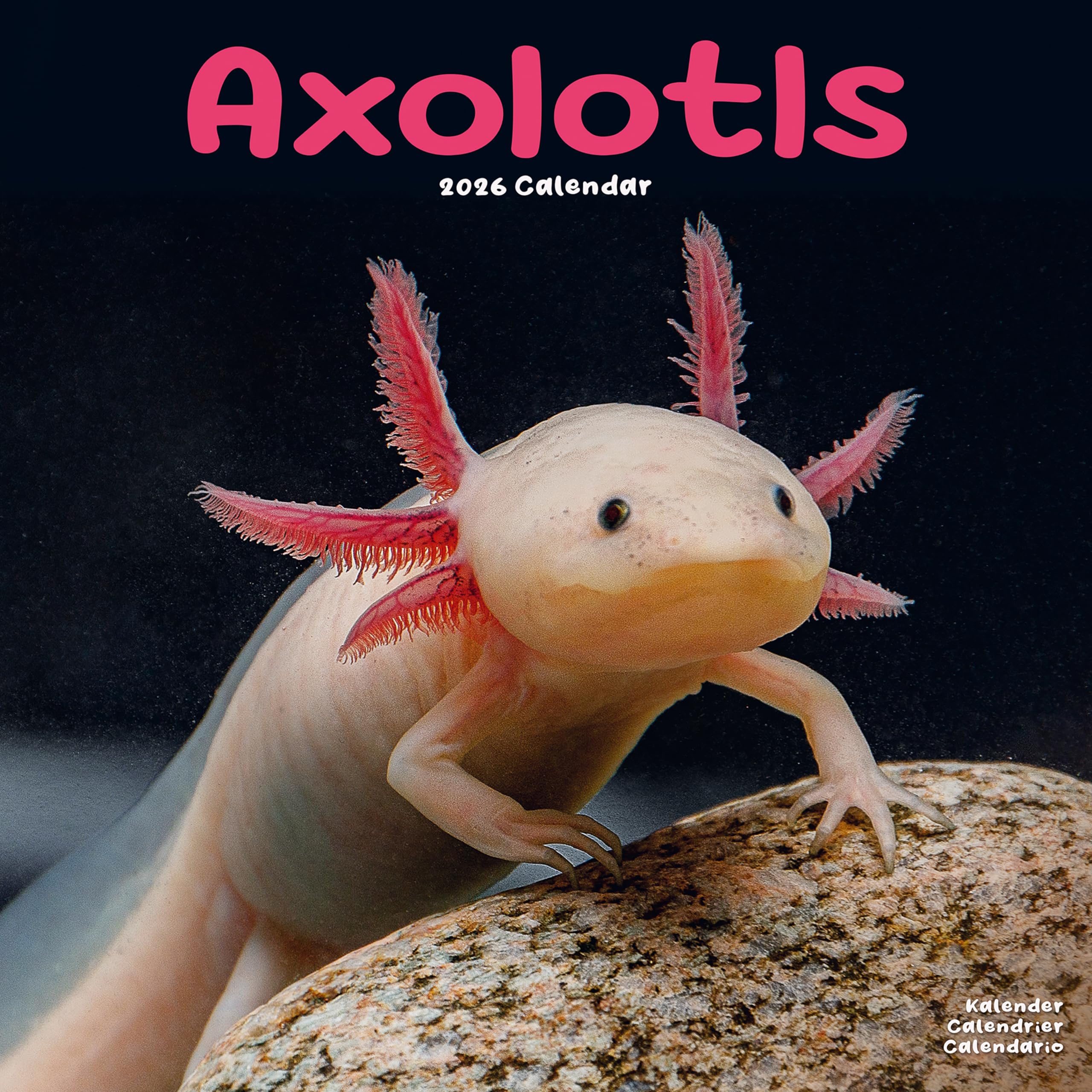Axolotls Calendar 2026 Square Animal Wall Calendar - 16 Month Books