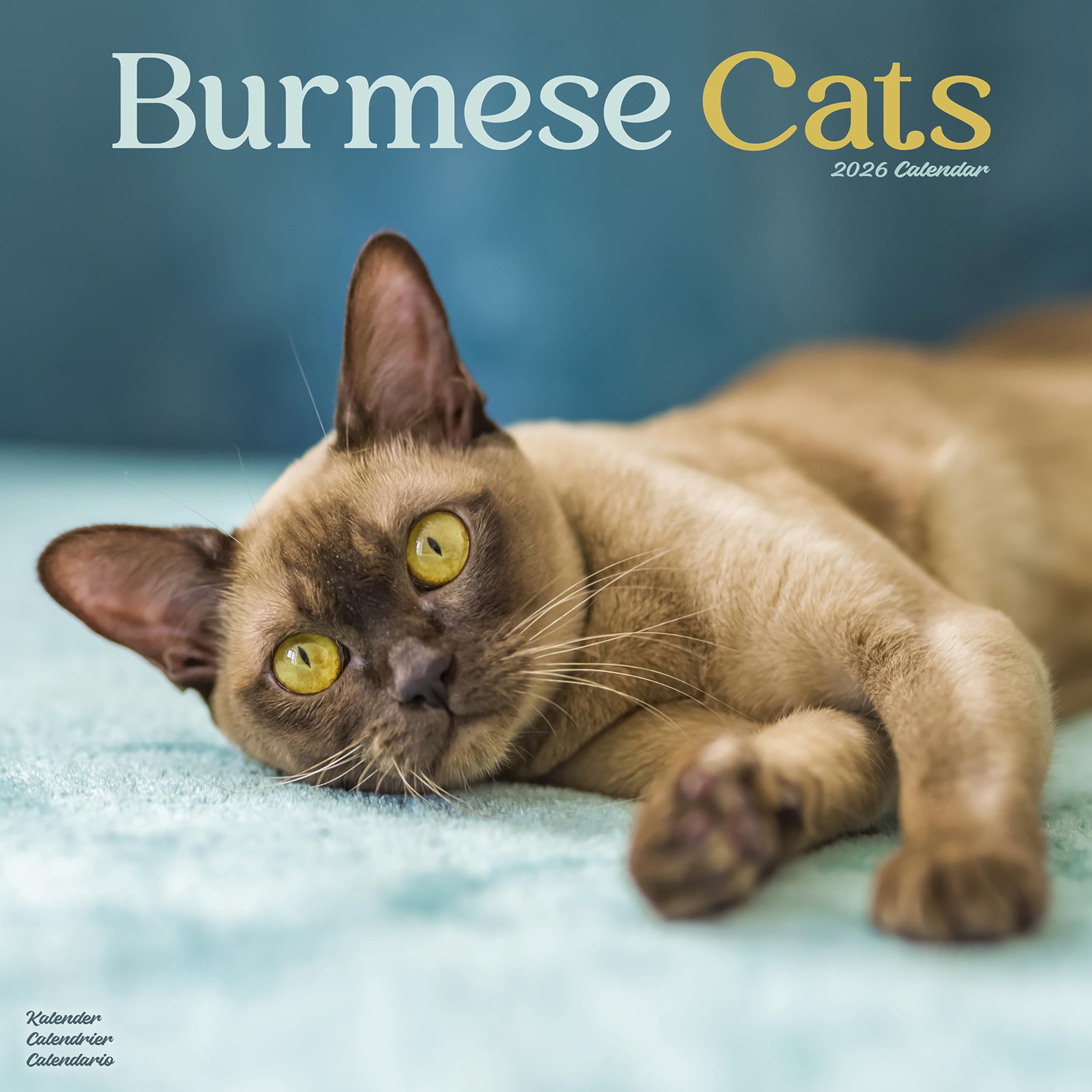 Cats - Burmese Calendar 2026 Square Cat Wall Calendar - 16 Month Books