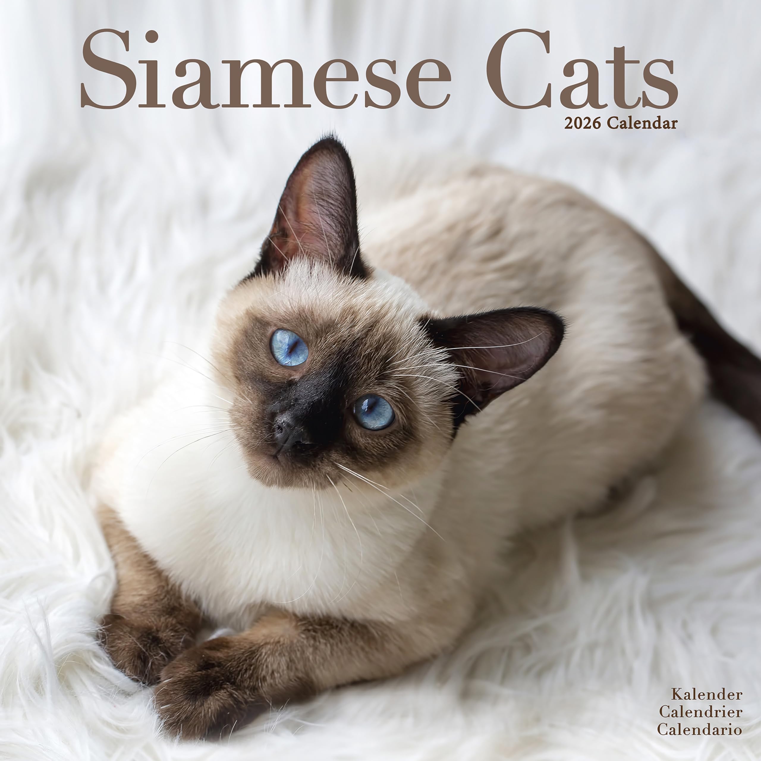 Cats - Siamese Calendar 2026 Square Cat Wall Calendar - 16 Month Books
