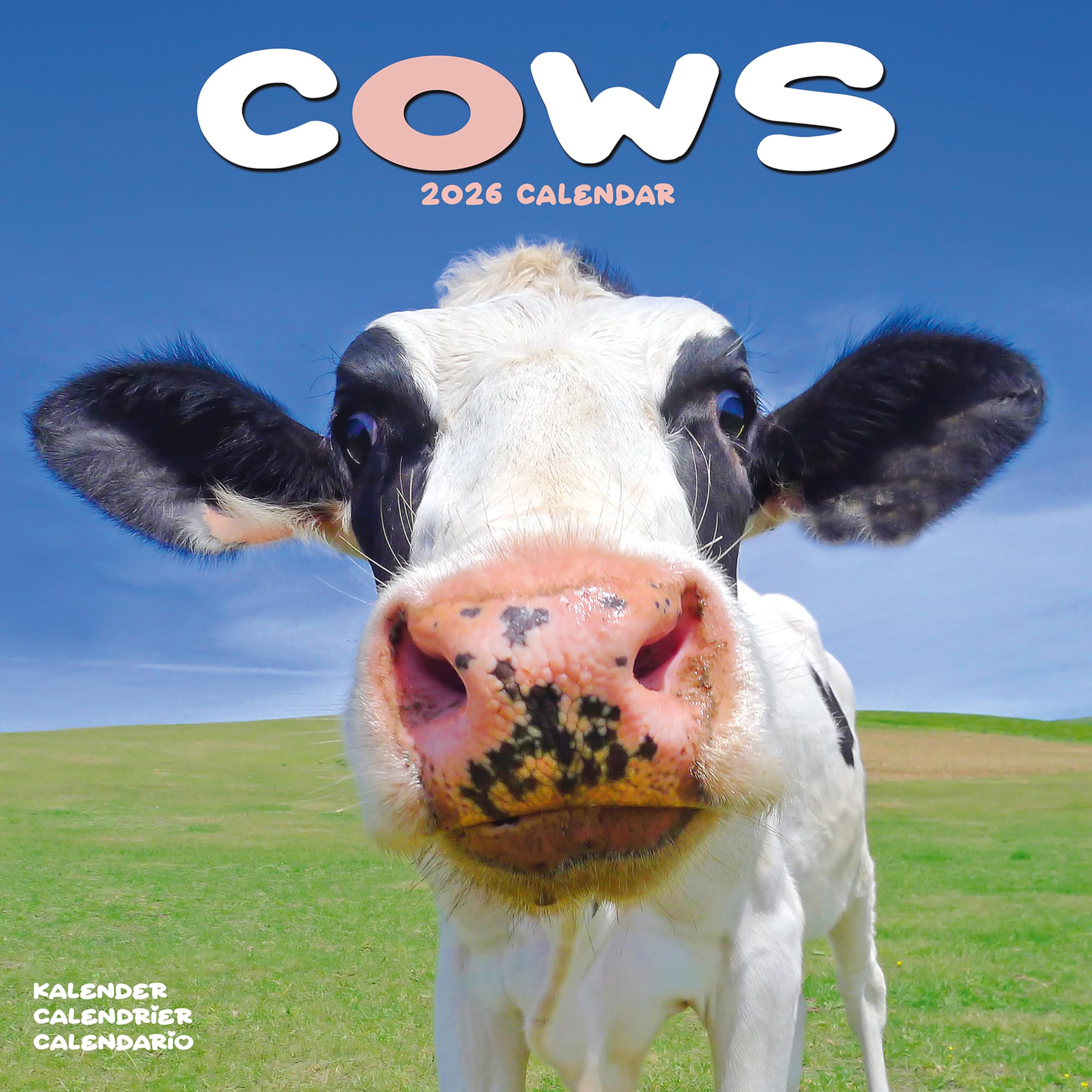 Cows Calendar 2026 Square Farm Animal Wall Calendar - 16 Month Books